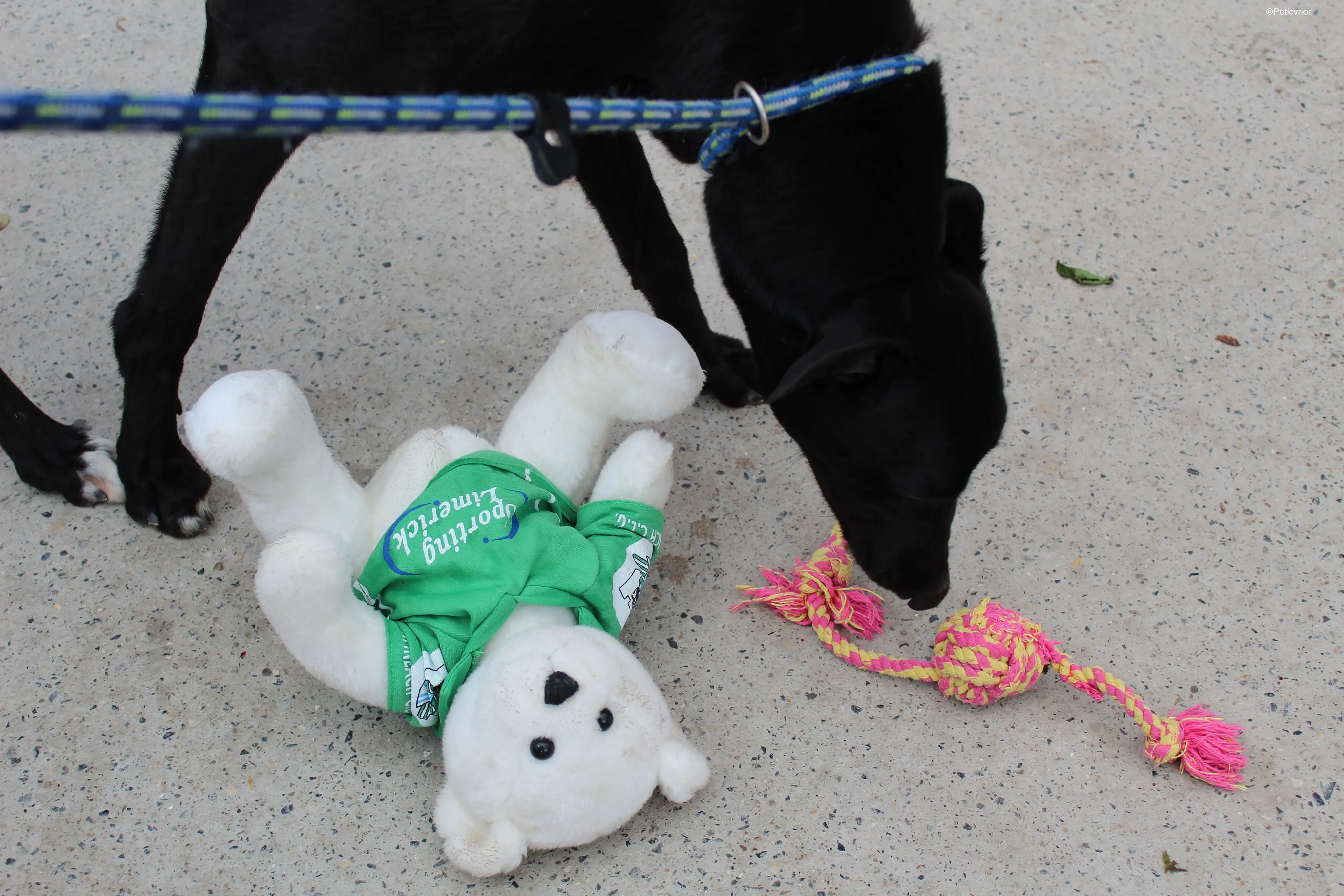 Panther adozione levrieri greyhound 5 1