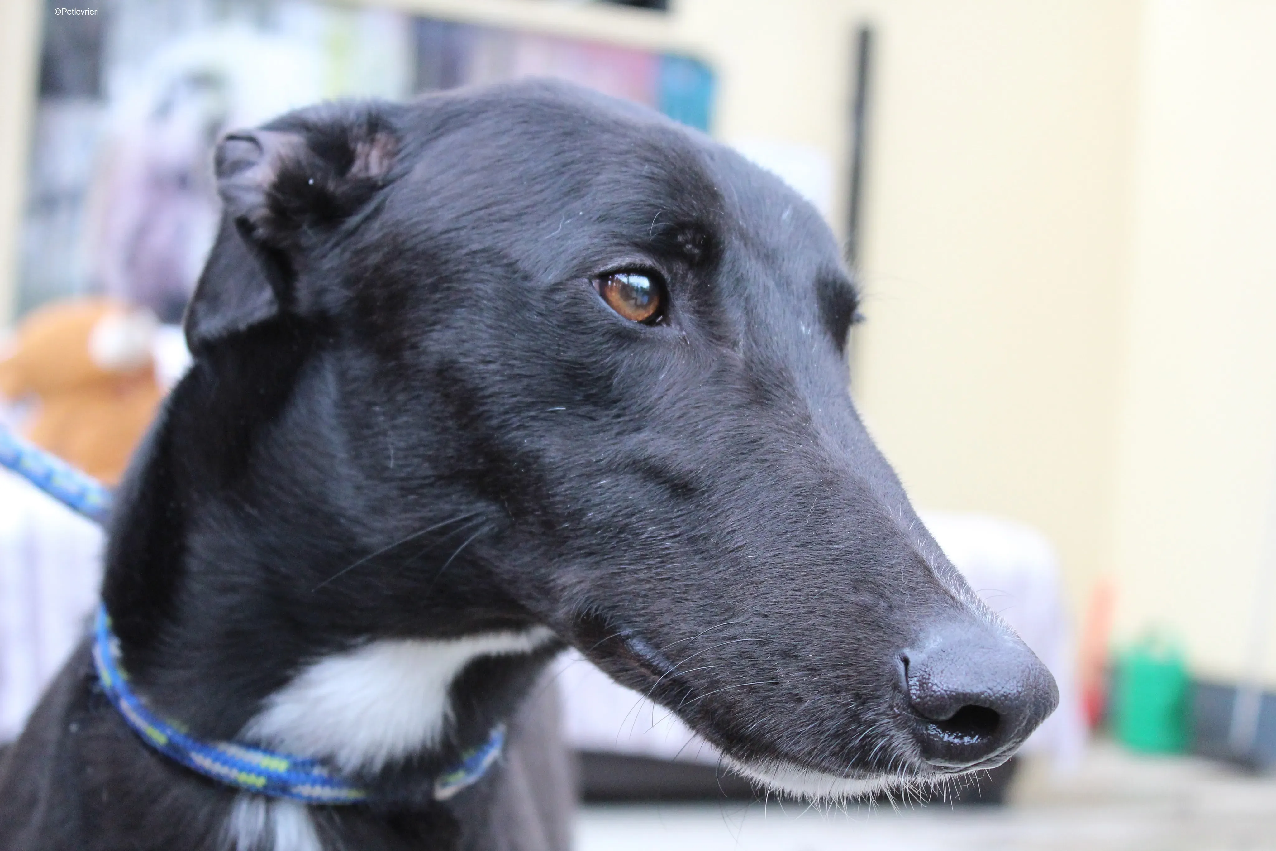 Panther adozione levrieri greyhound 6 1