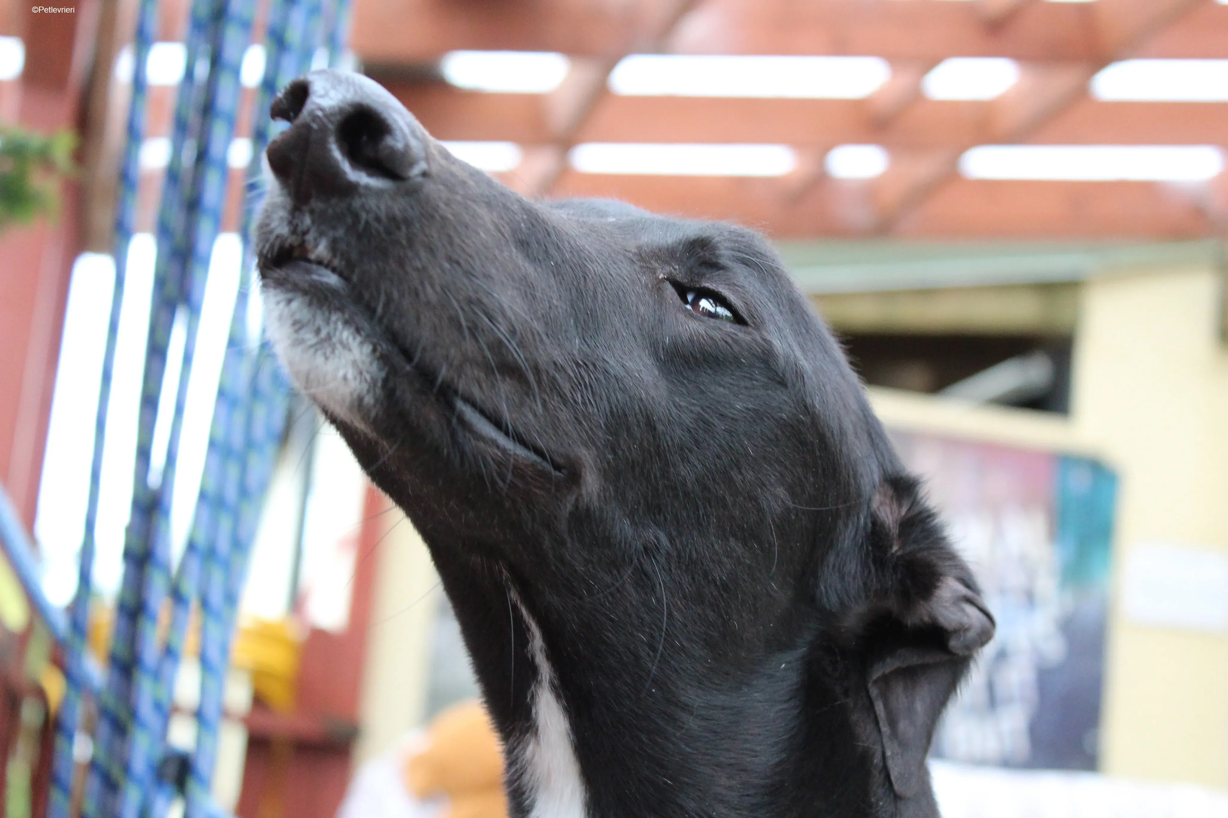 Panther adozione levrieri greyhound 7 1