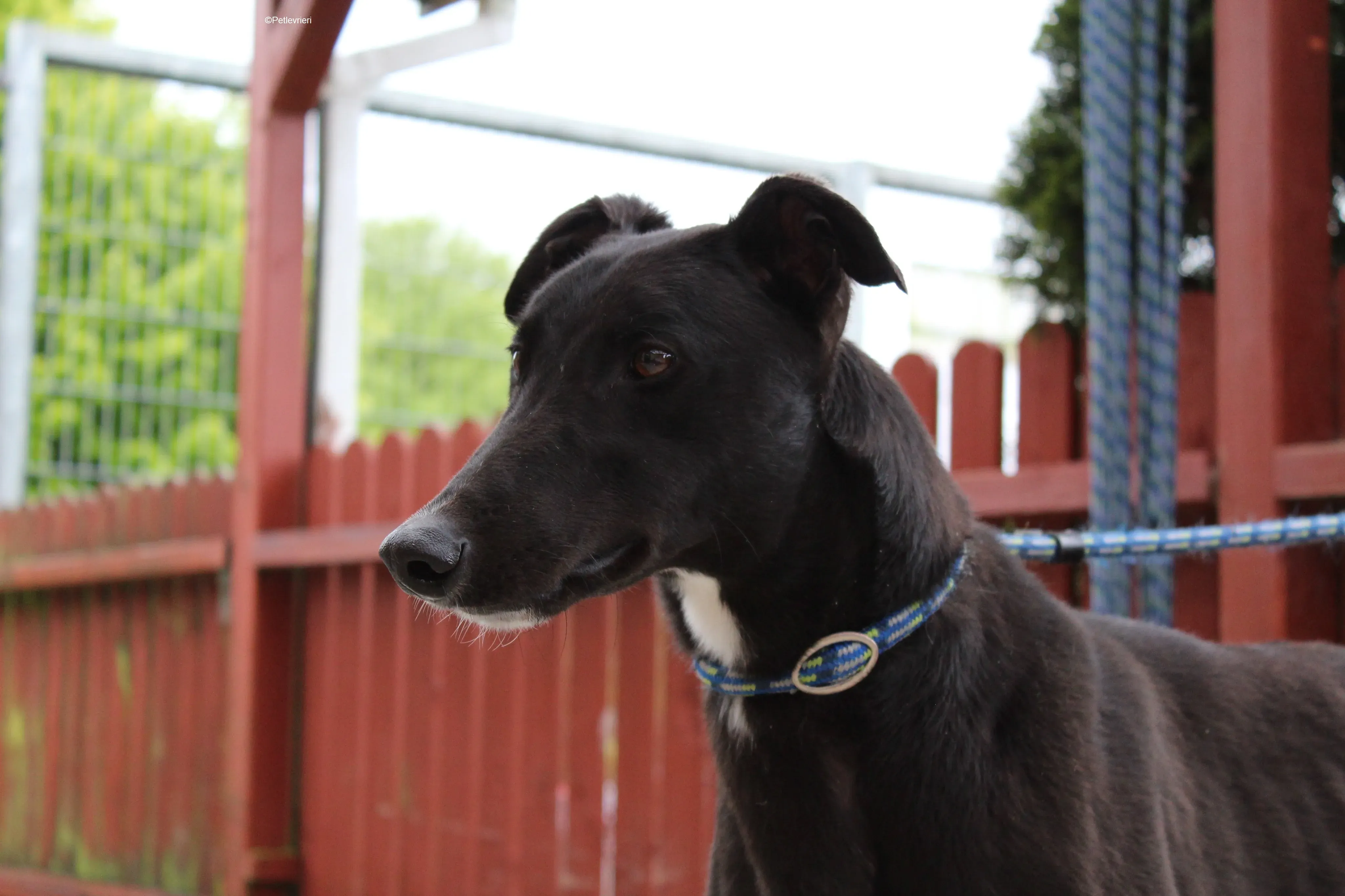 Panther adozione levrieri greyhound 8 1