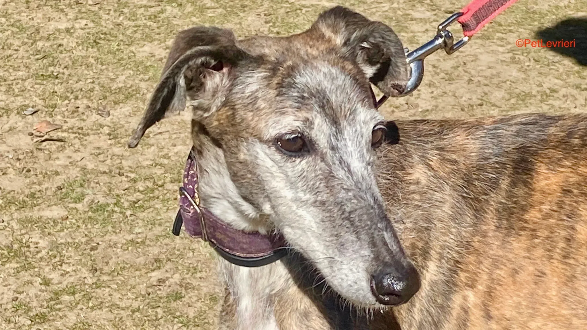 Pantoja adozione galgo pet levrieri onlus 1