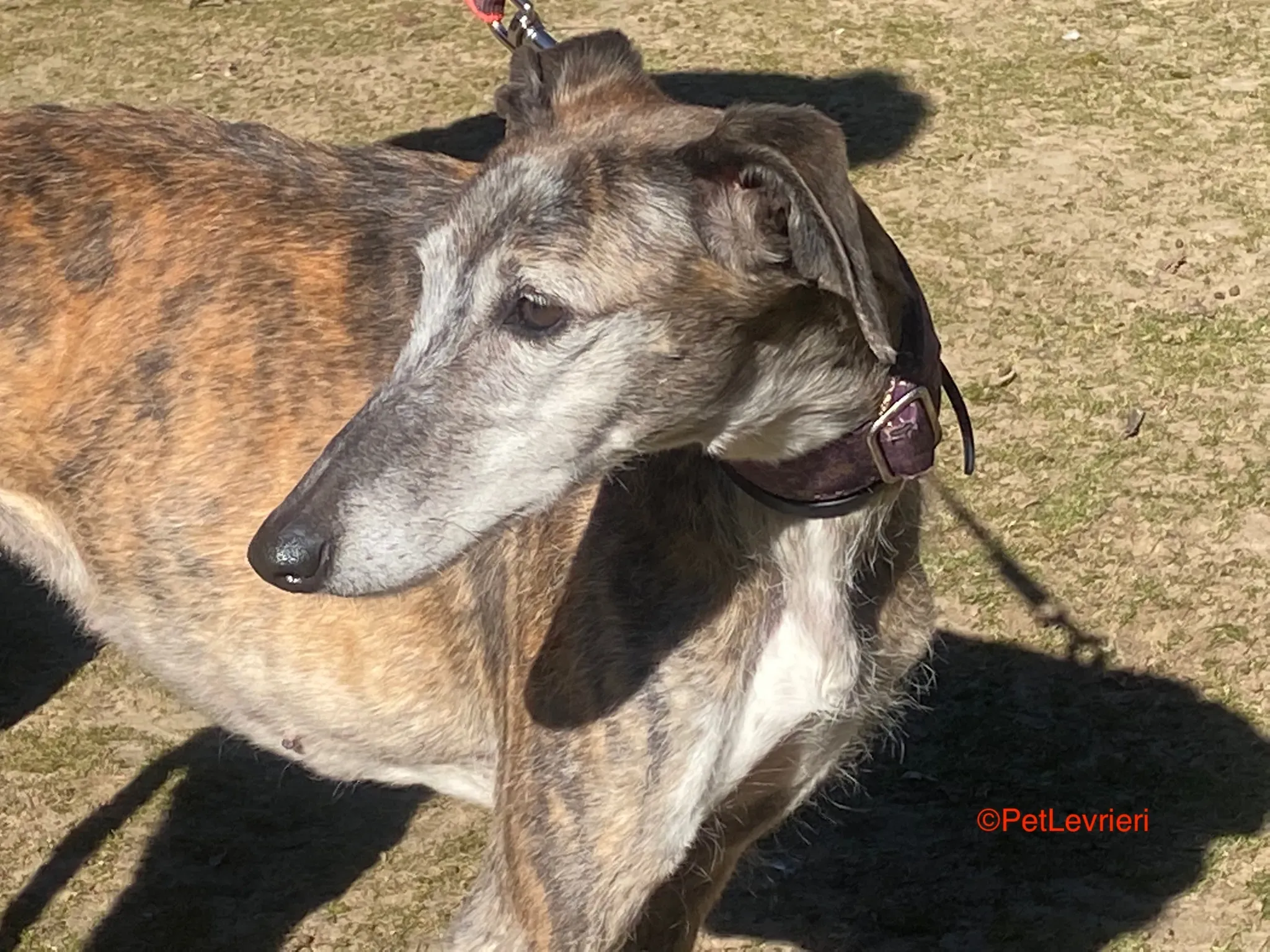 Pantoja adozione galgo pet levrieri onlus 2