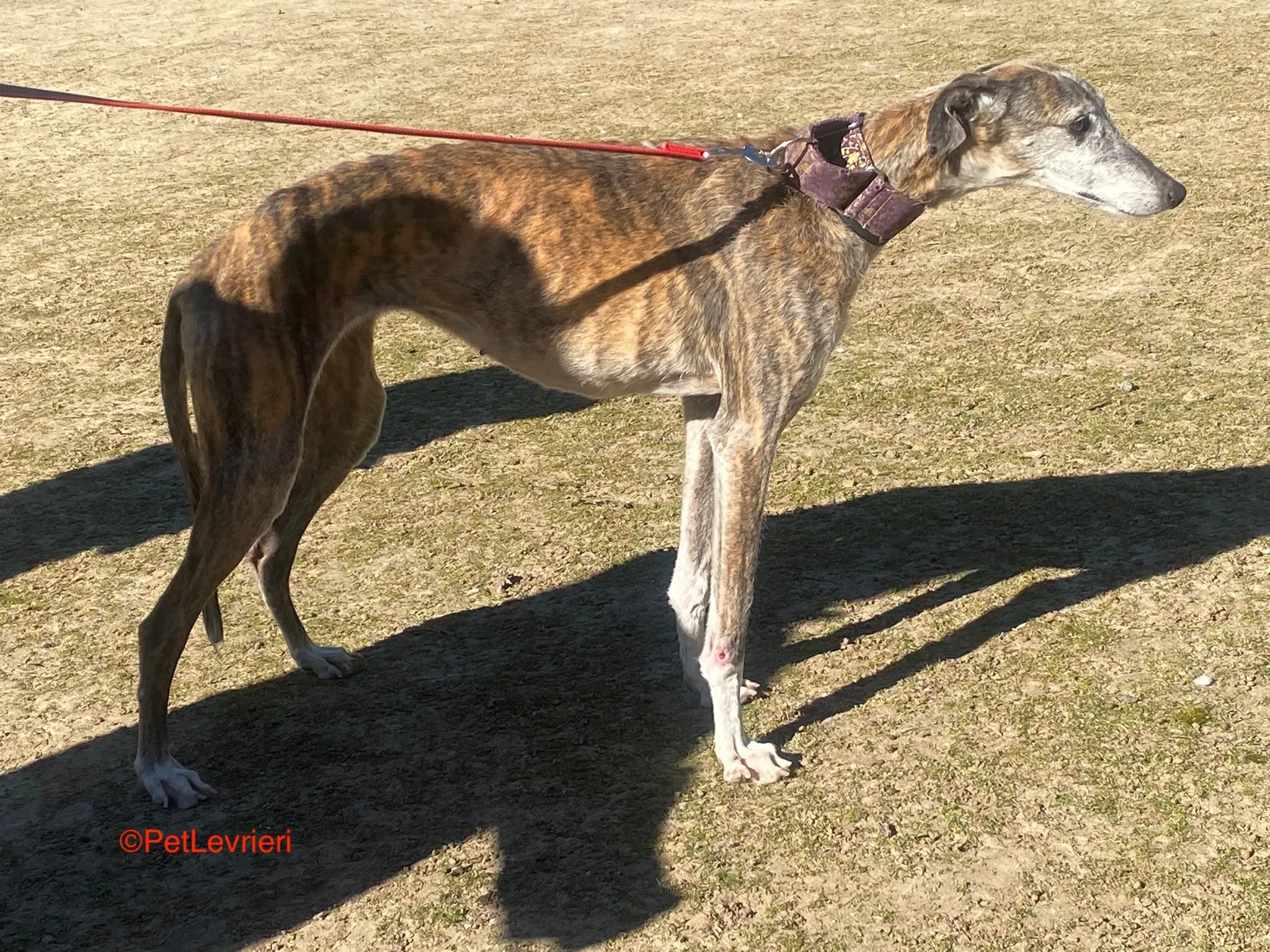 Pantoja adozione galgo pet levrieri onlus 3