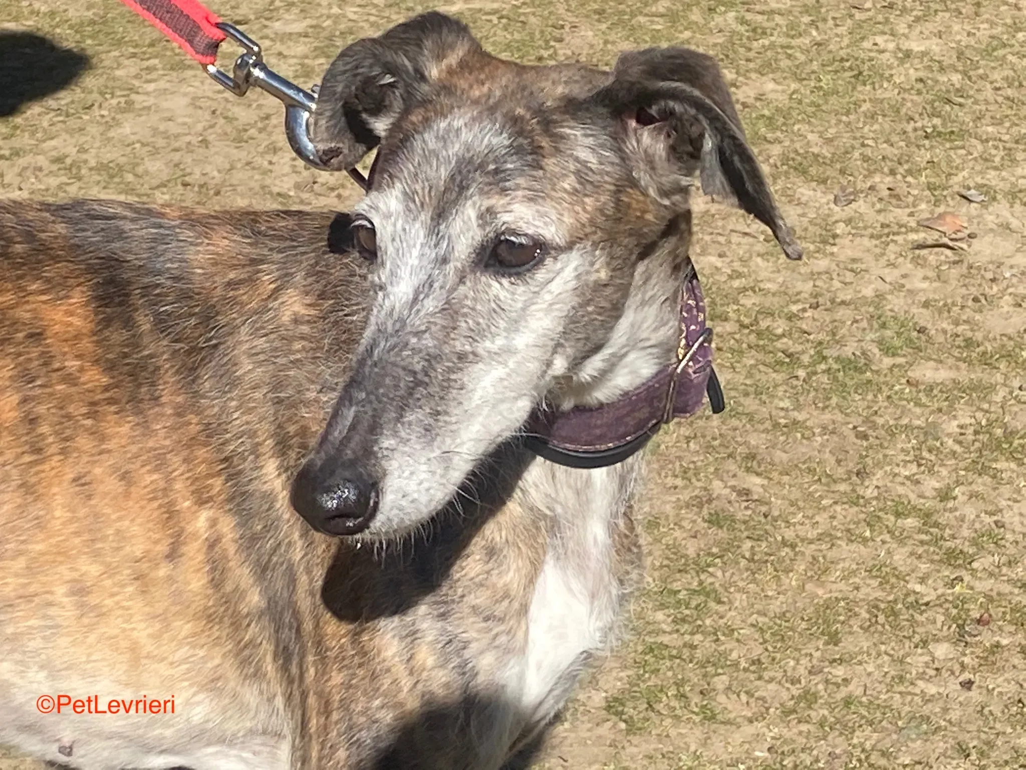 Pantoja adozione galgo pet levrieri onlus 4