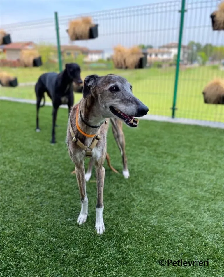Pantoja galgo adozione pet levrieri onlus 10 1