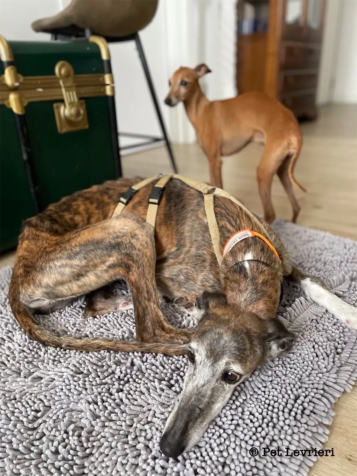 Pantoja galgo adozione pet levrieri onlus 12