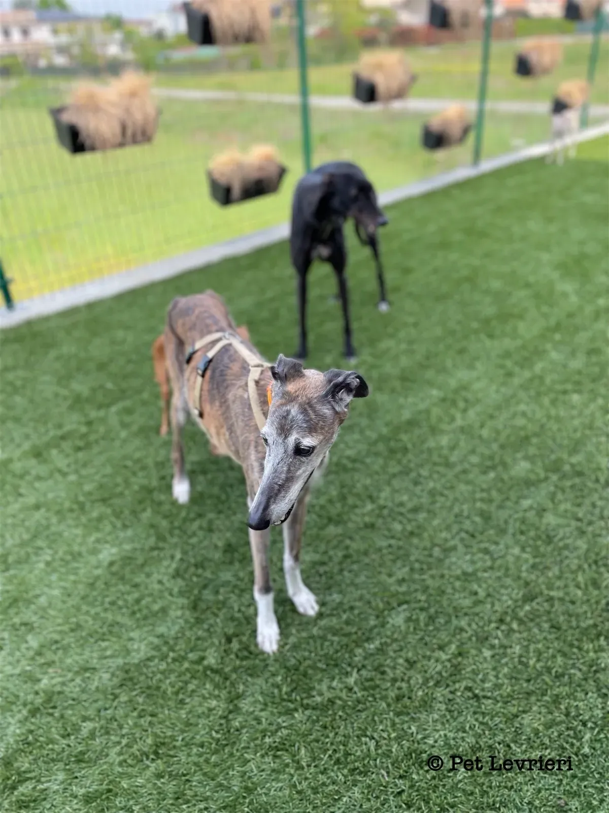 Pantoja galgo adozione pet levrieri onlus 13
