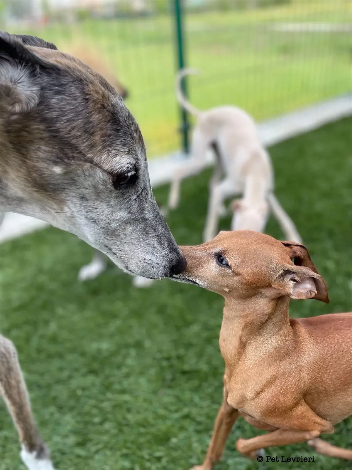 Pantoja galgo adozione pet levrieri onlus 14