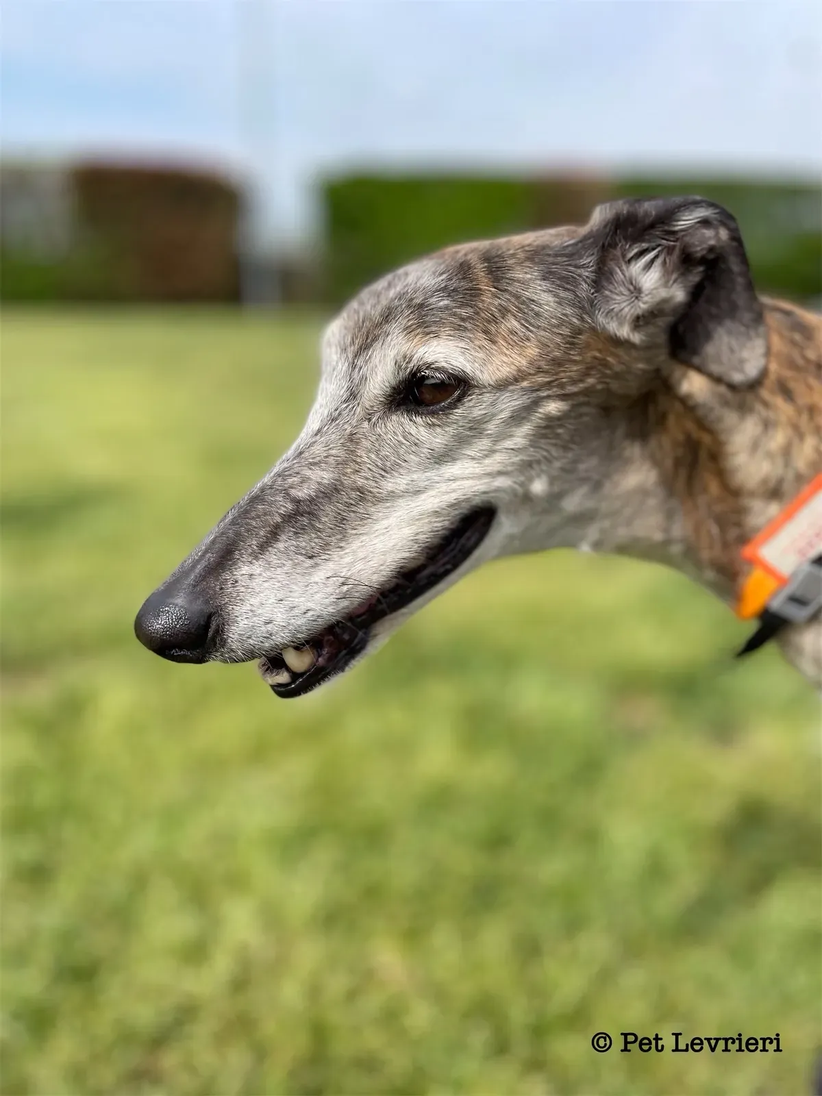 Pantoja galgo adozione pet levrieri onlus 16