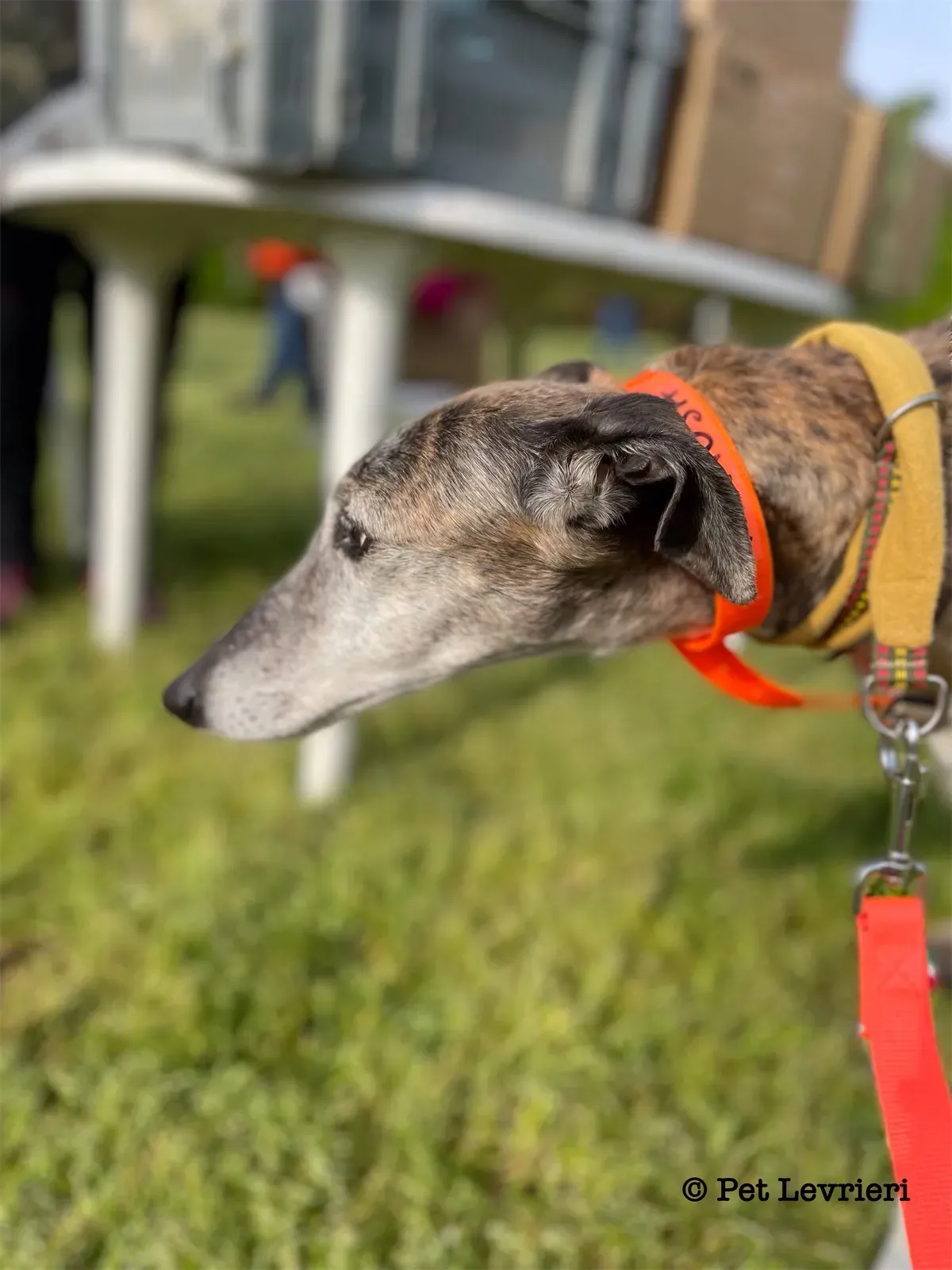 Pantoja galgo adozione pet levrieri onlus 17