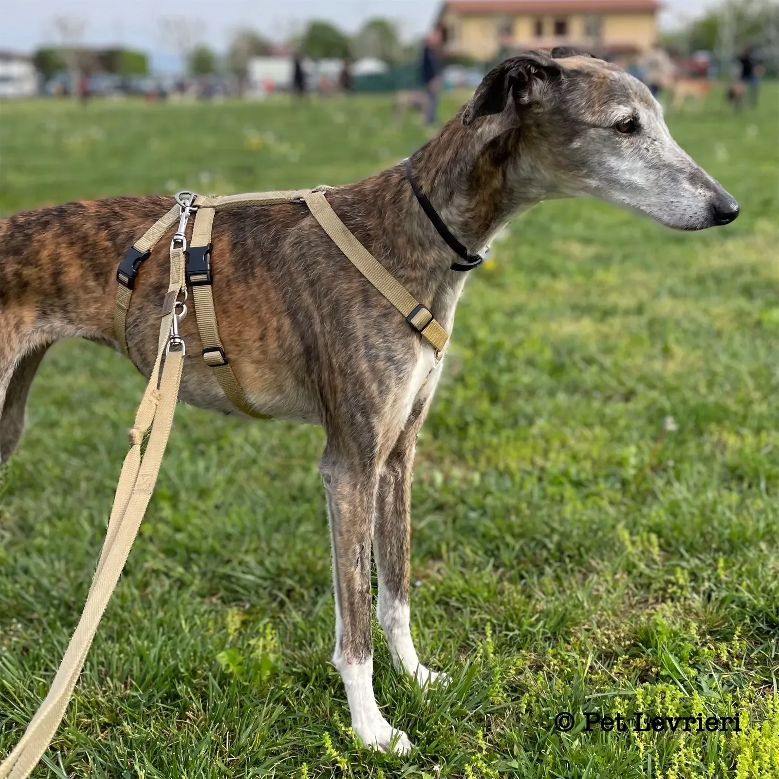 Pantoja galgo adozione pet levrieri onlus 18