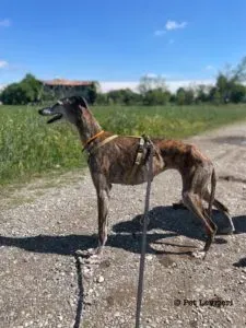 Pantoja galgo adozione pet levrieri onlus 21