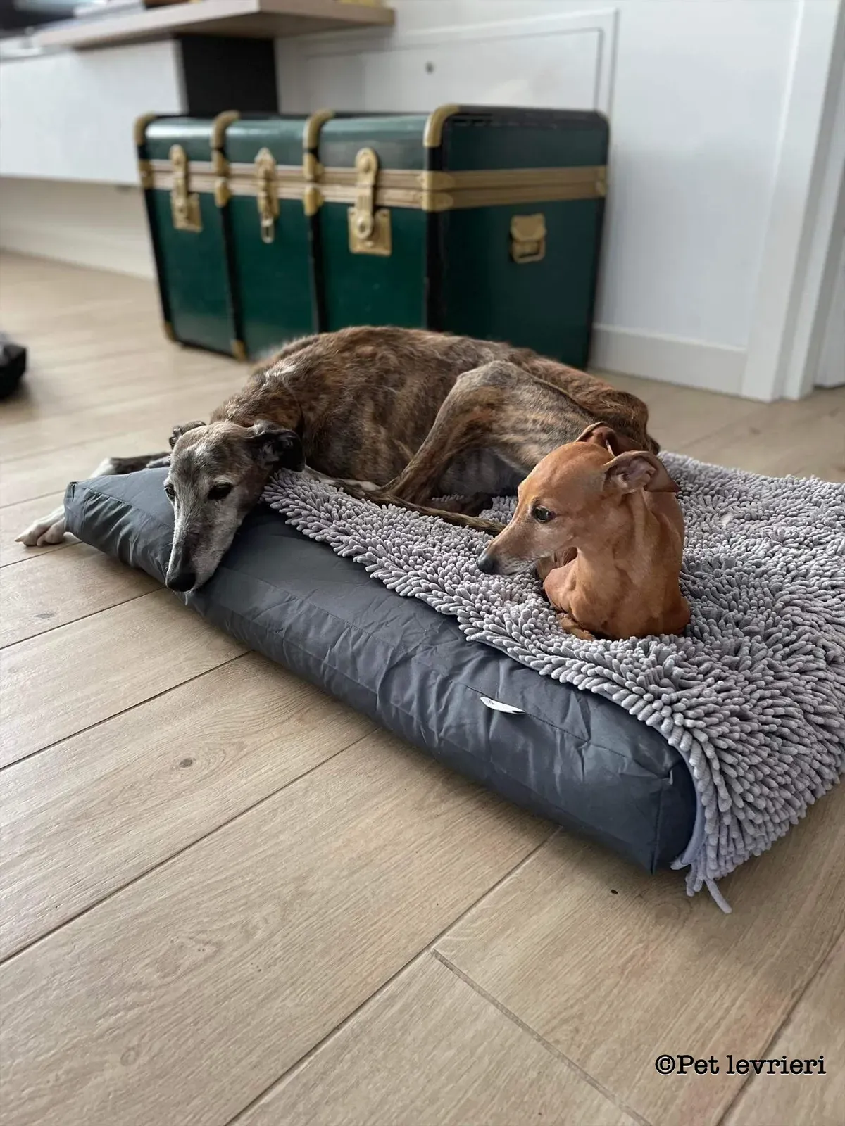 Pantoja galgo adozione pet levrieri onlus 5