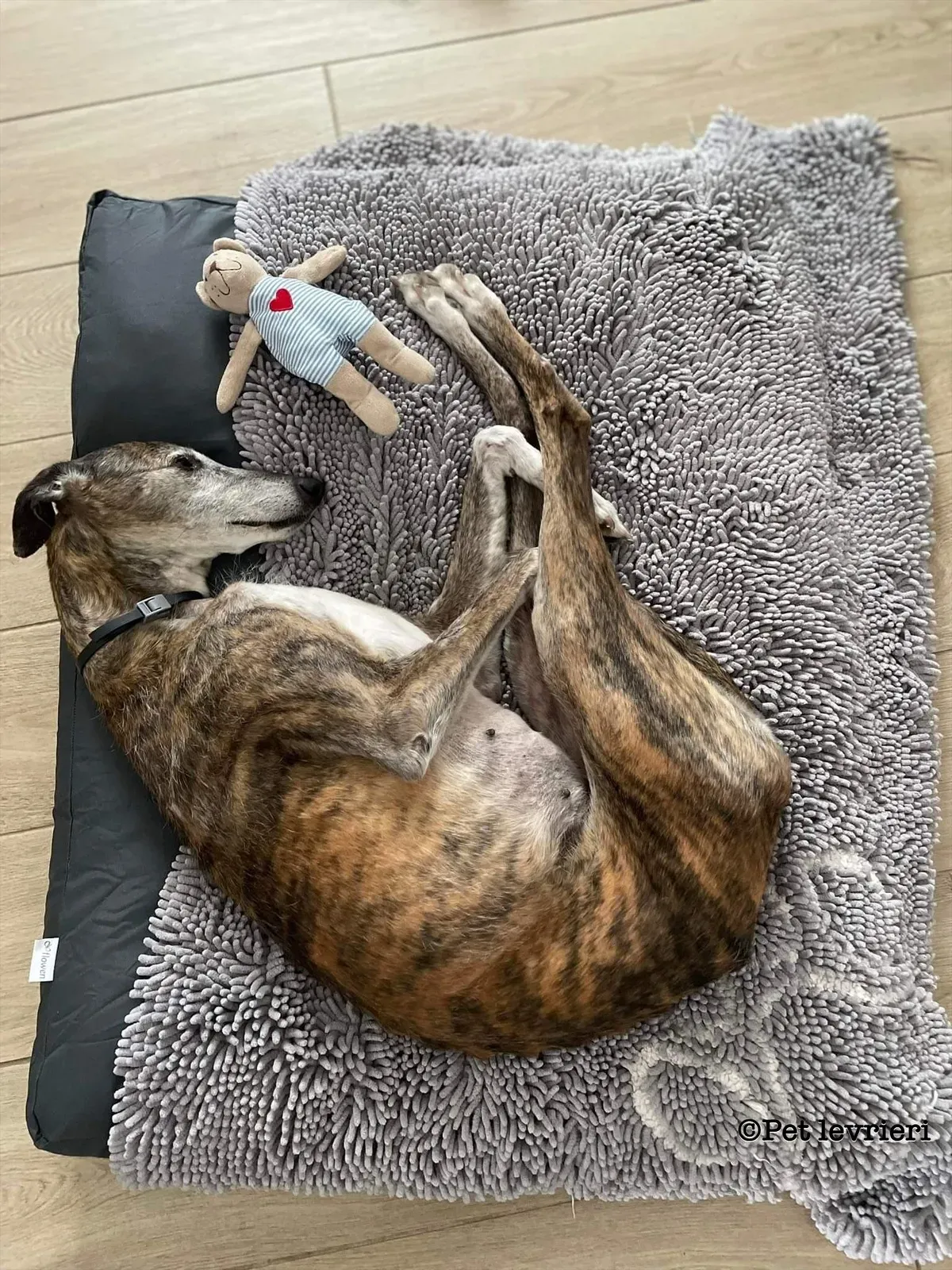 Pantoja galgo adozione pet levrieri onlus 6