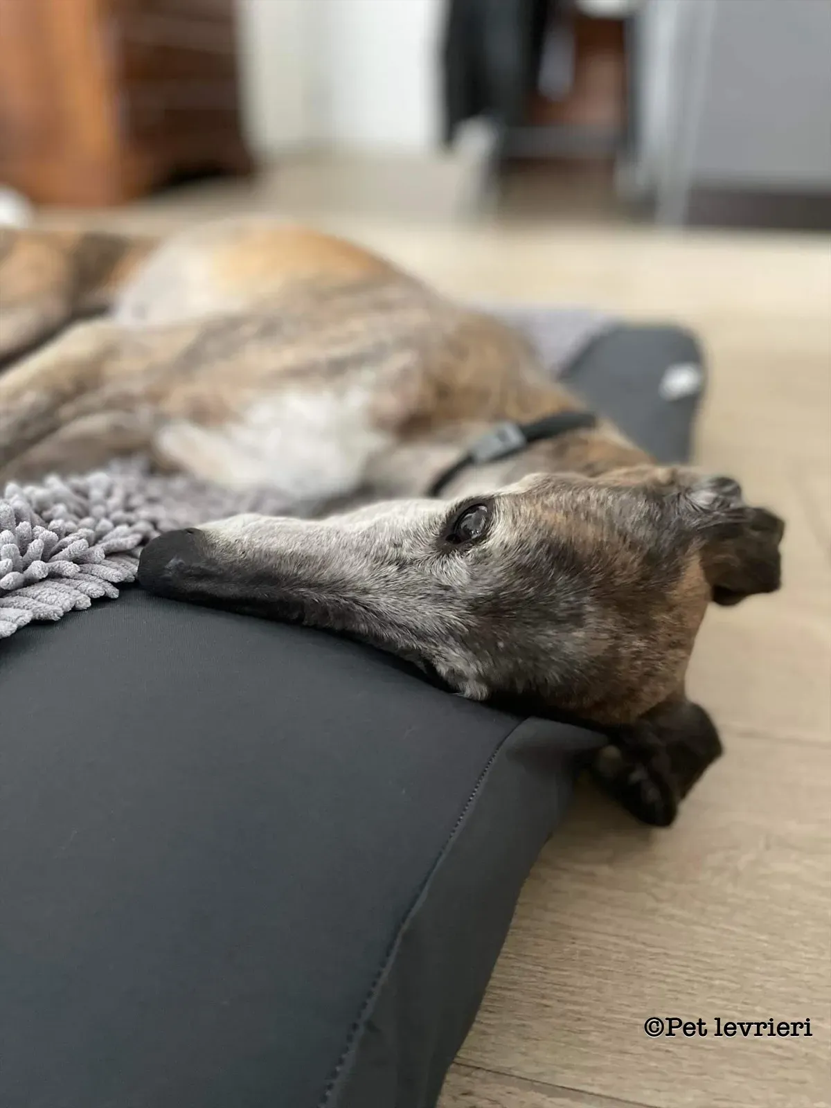 Pantoja galgo adozione pet levrieri onlus 8