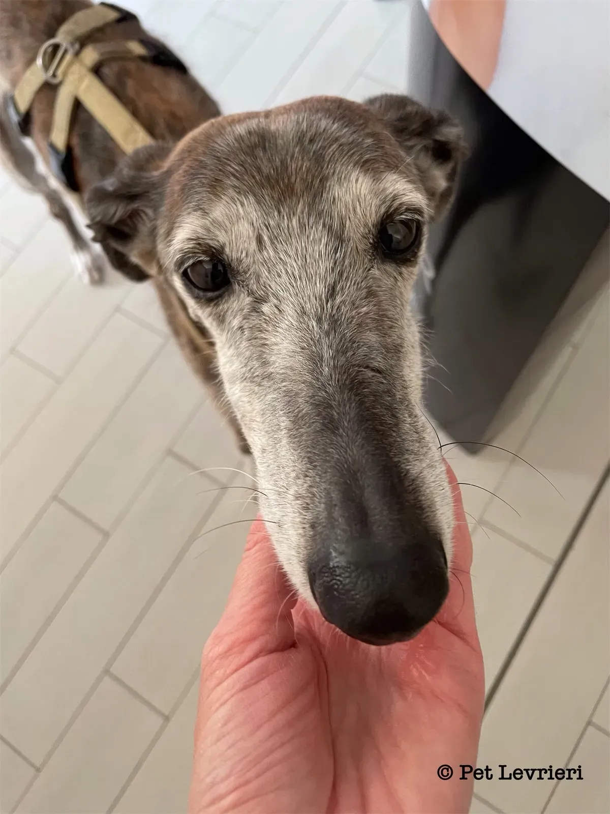 Pantoja galgo adozione pet levrieri onlus 9