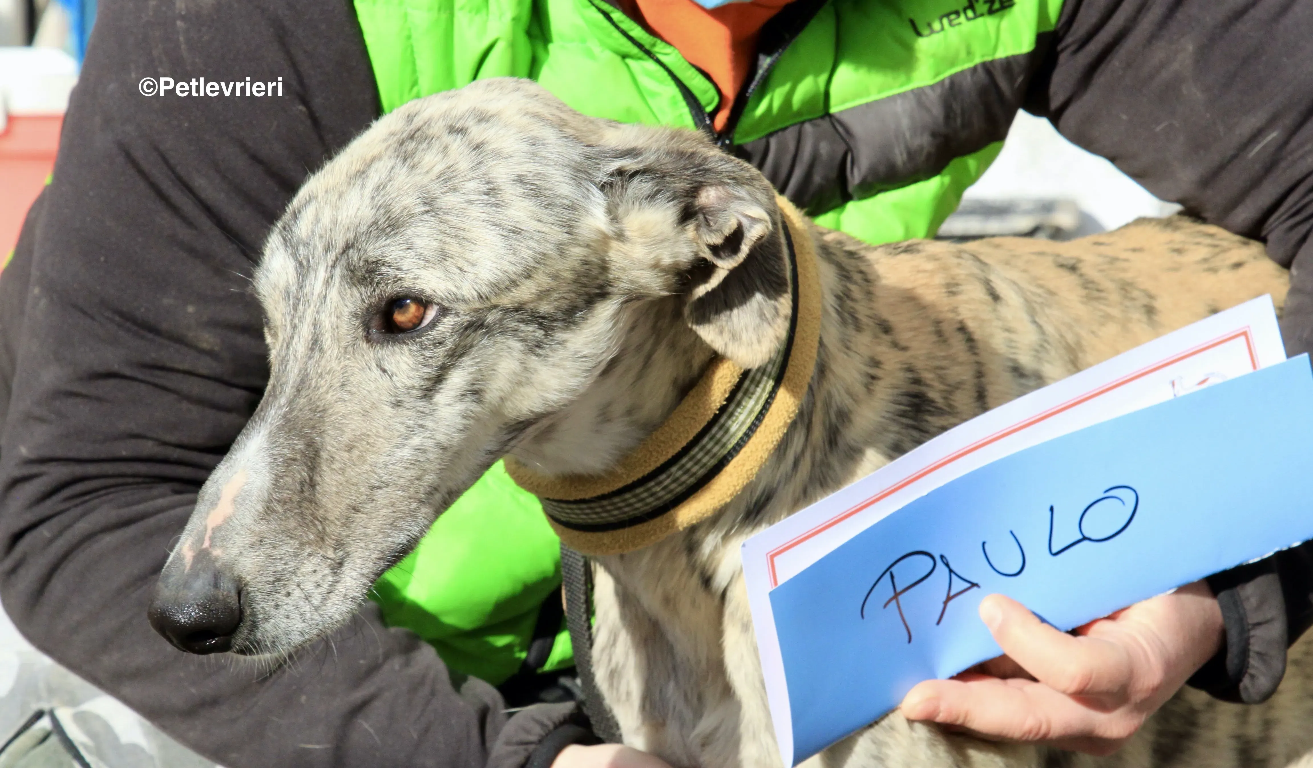 Paolo adozione levrieri galgo 1 1