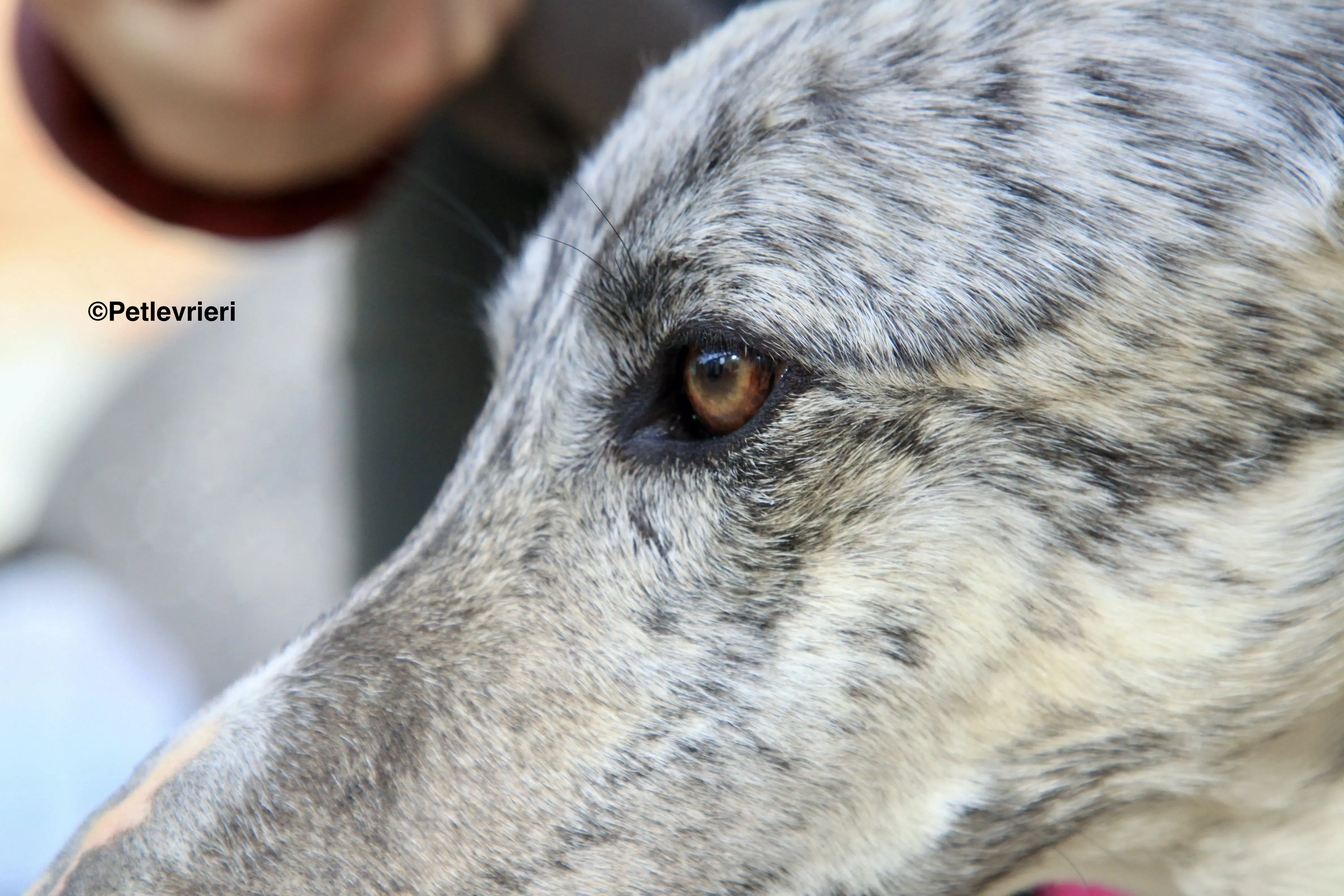 Paolo adozione levrieri galgo 10