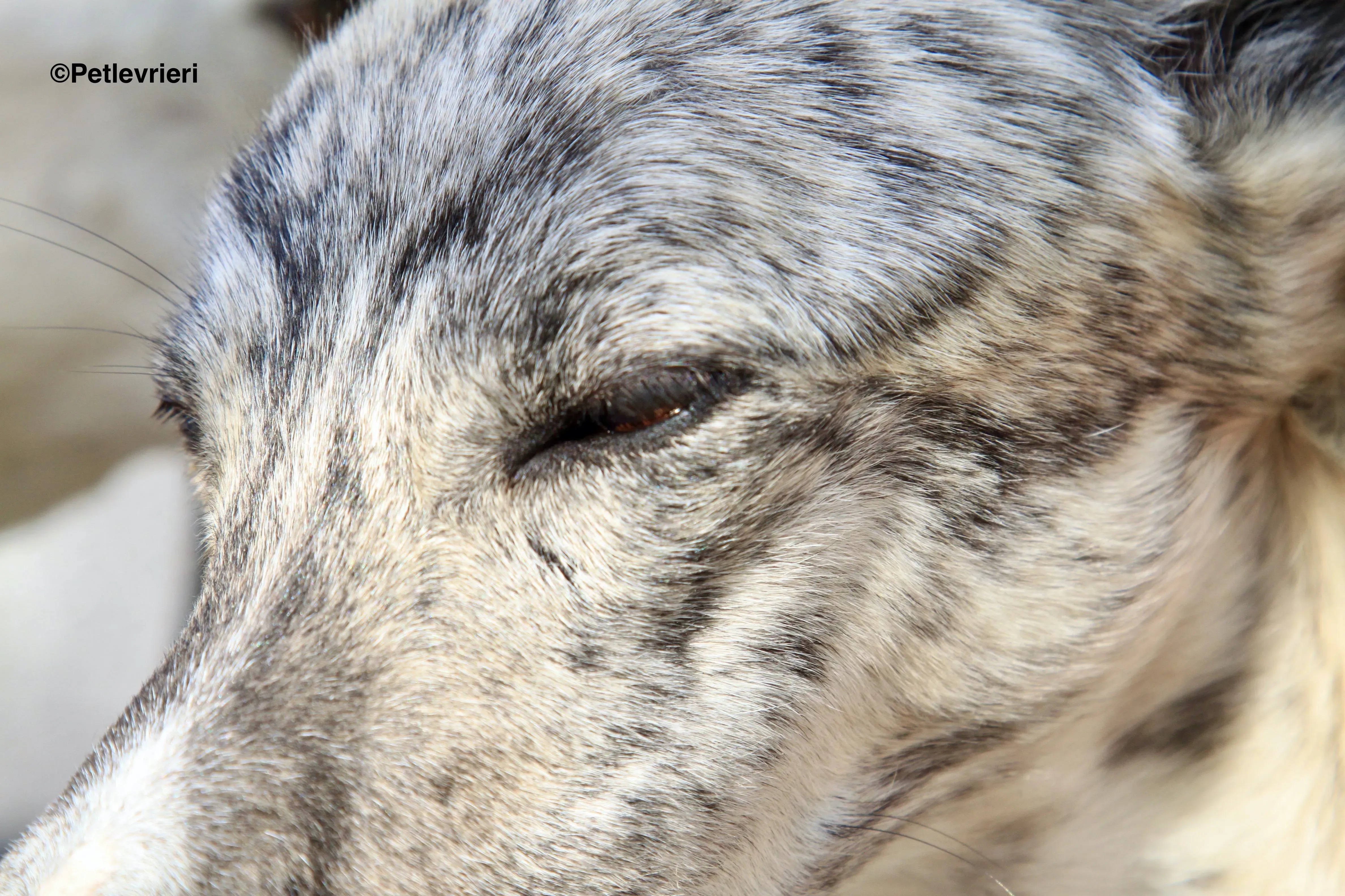 Paolo adozione levrieri galgo 11