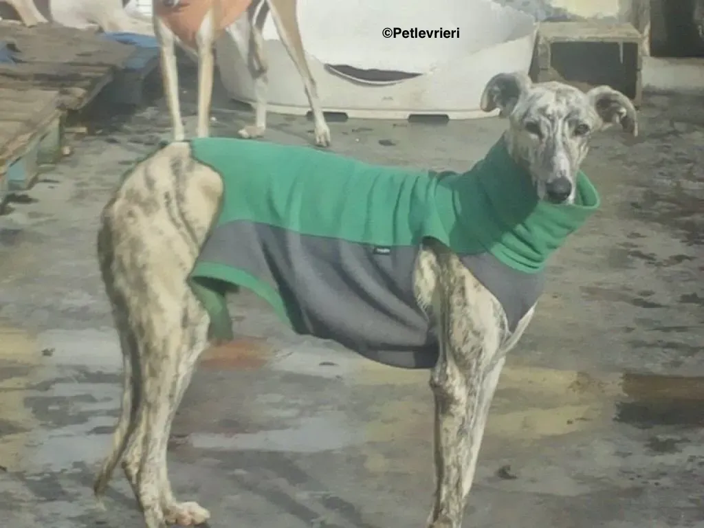 Paolo adozione levrieri galgo 1 1