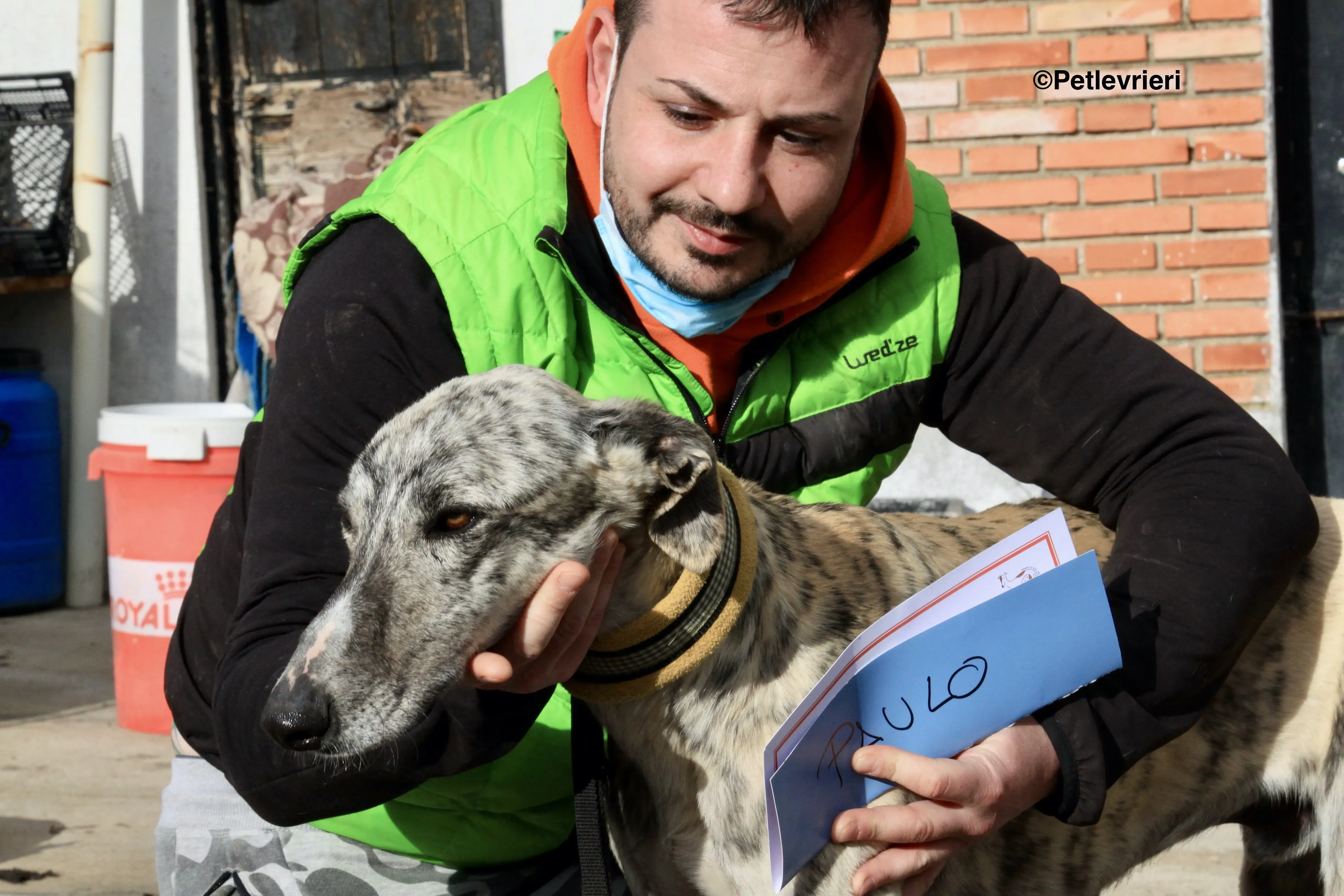 Paolo adozione levrieri galgo 2