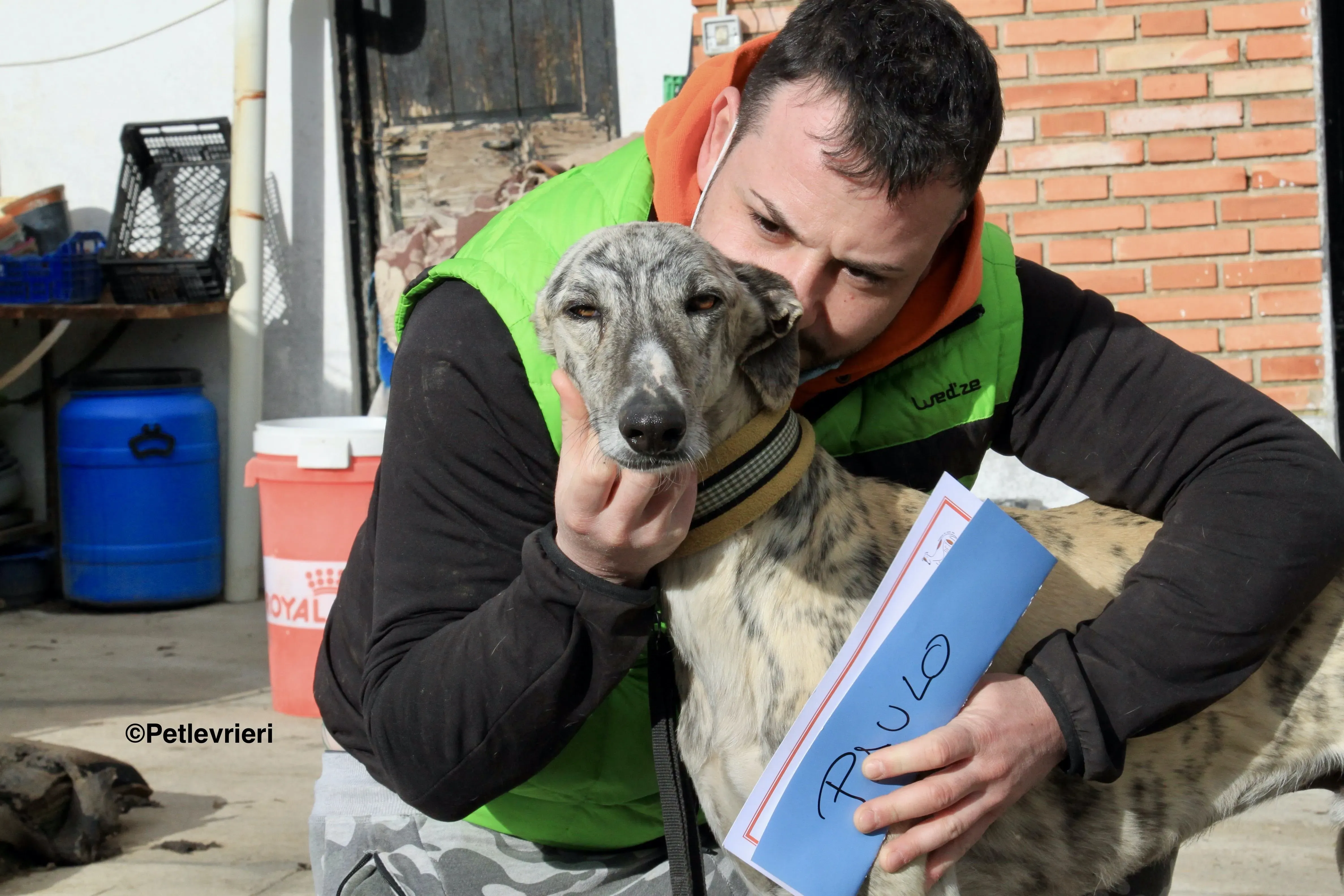 Paolo adozione levrieri galgo 3