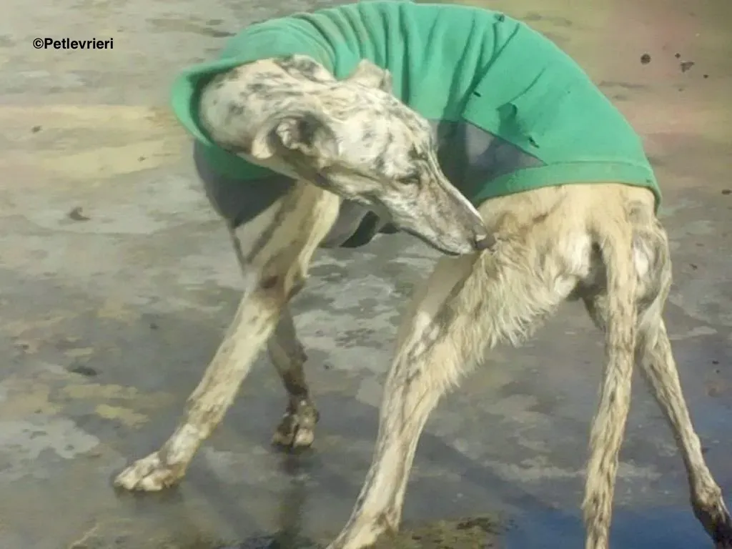 Paolo adozione levrieri galgo 3 1