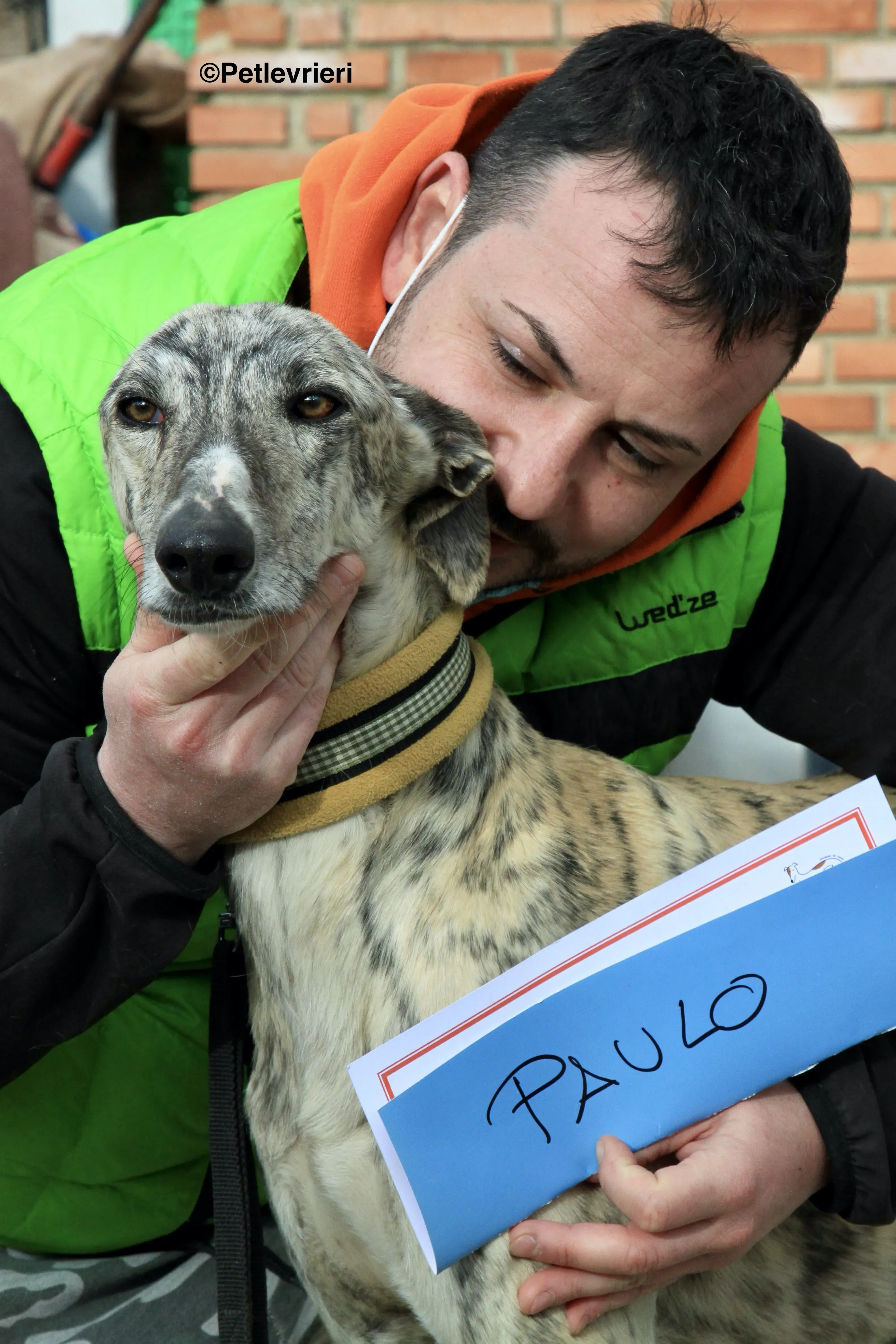 Paolo adozione levrieri galgo 4