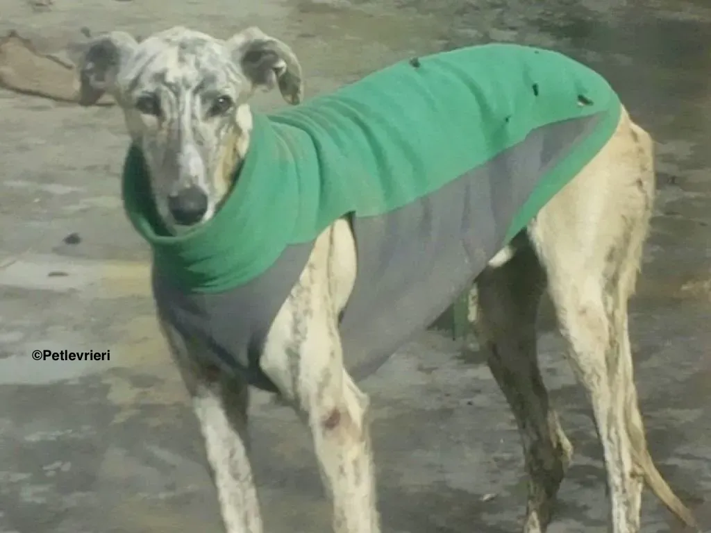 Paolo adozione levrieri galgo 4 1