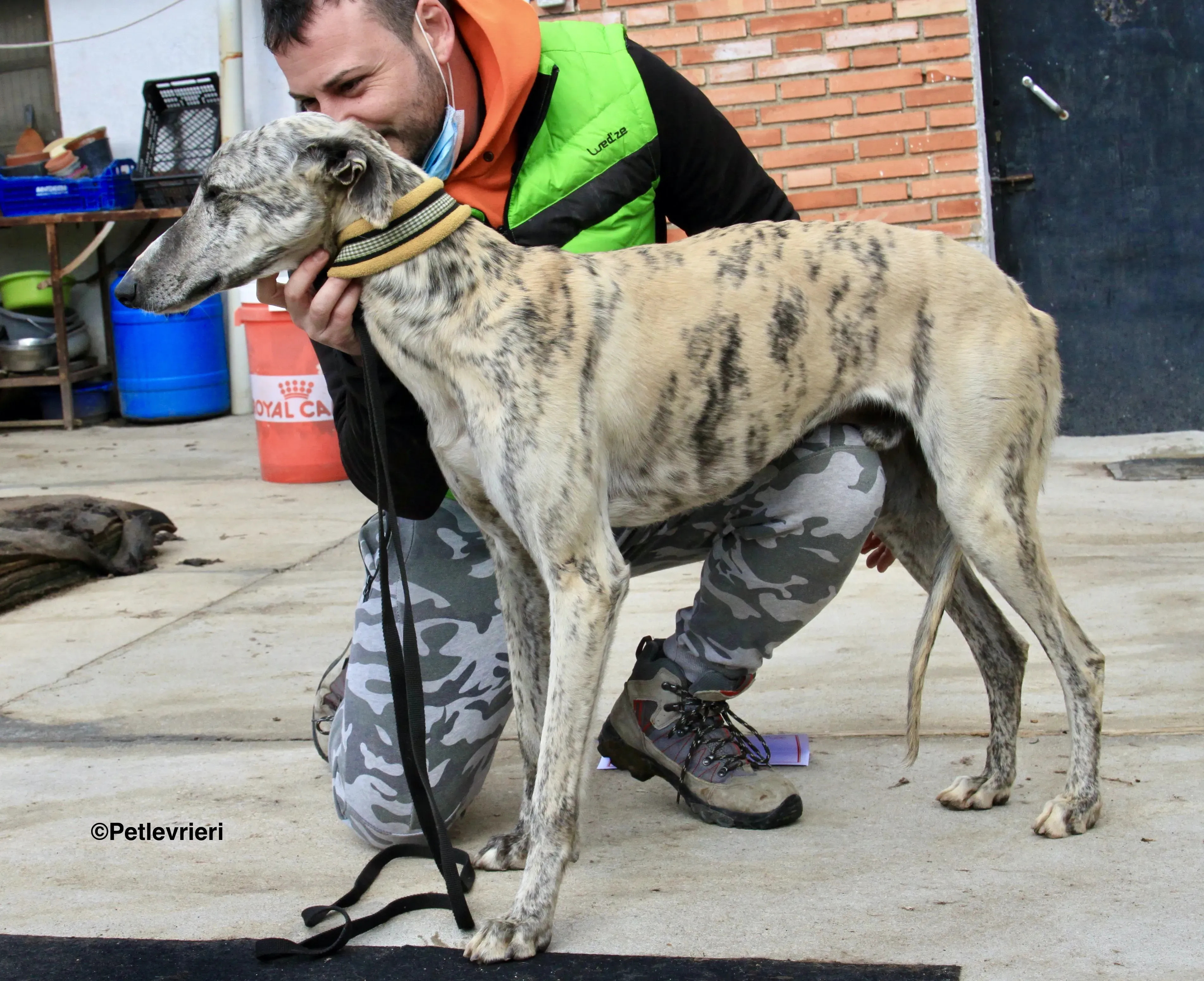 Paolo adozione levrieri galgo 5