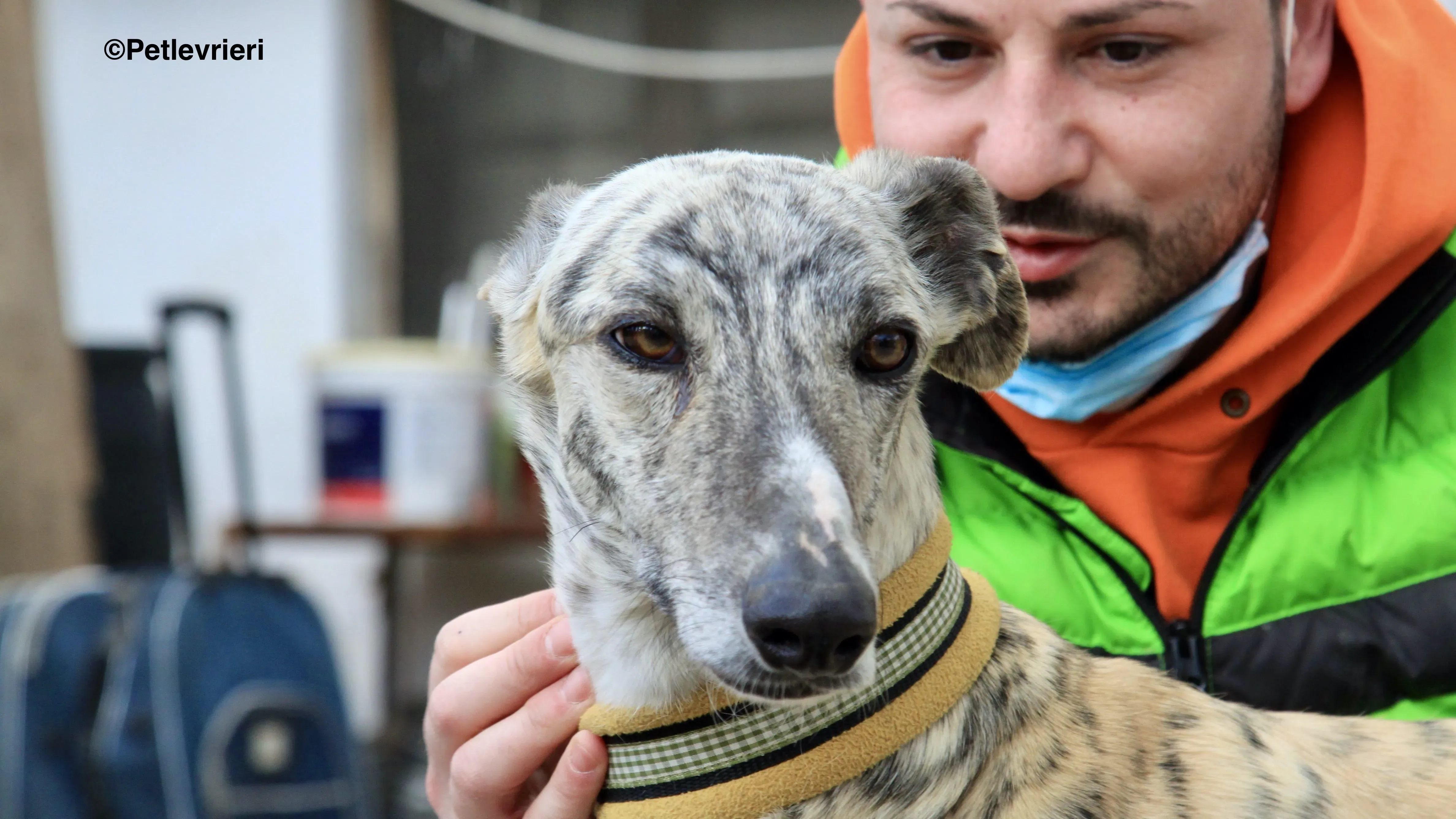 Paolo adozione levrieri galgo 6