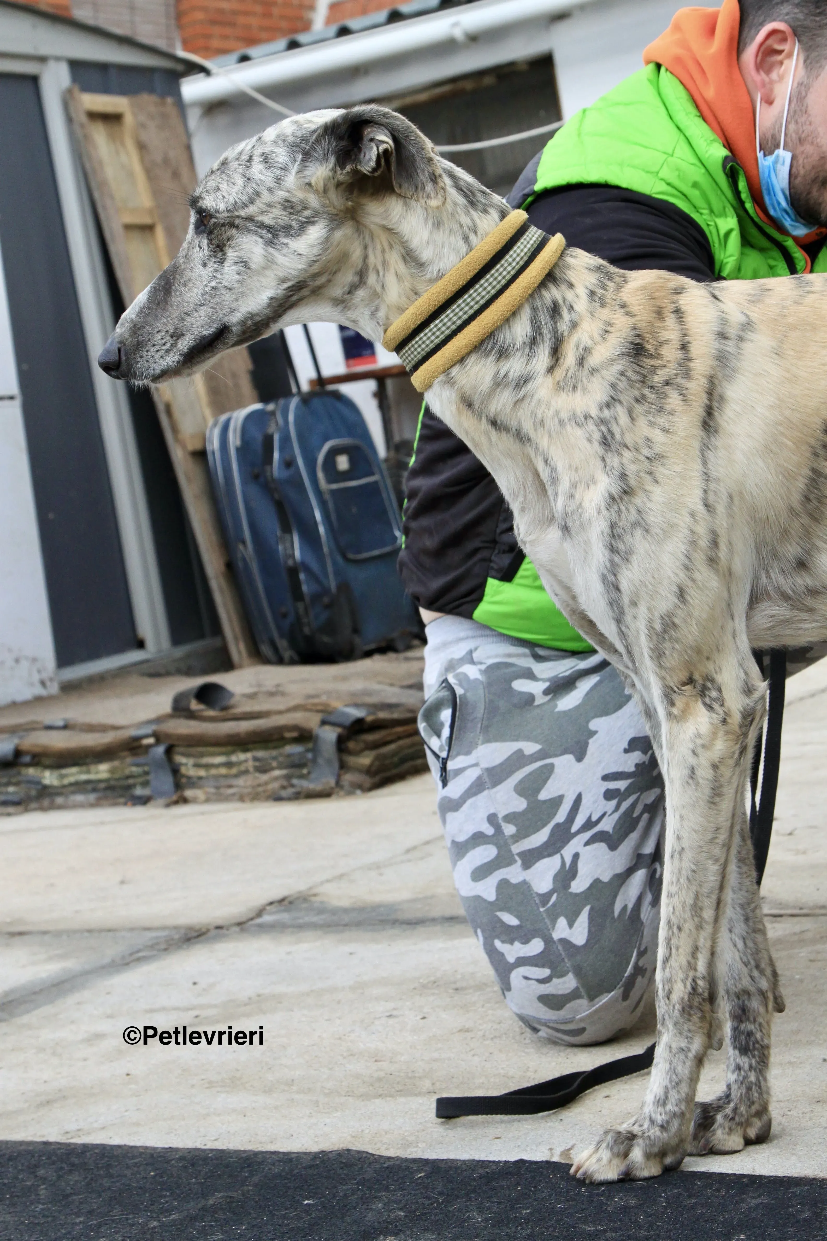 Paolo adozione levrieri galgo 8