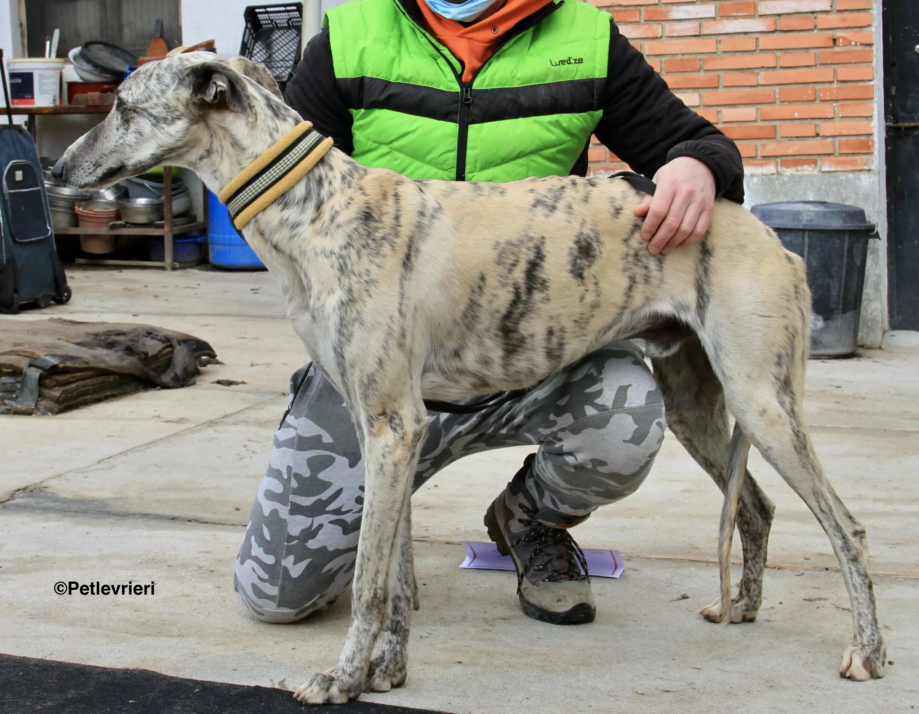 Paolo adozione levrieri galgo 9