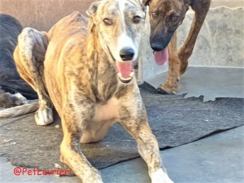 Paquito adozione levrieri galgo 01
