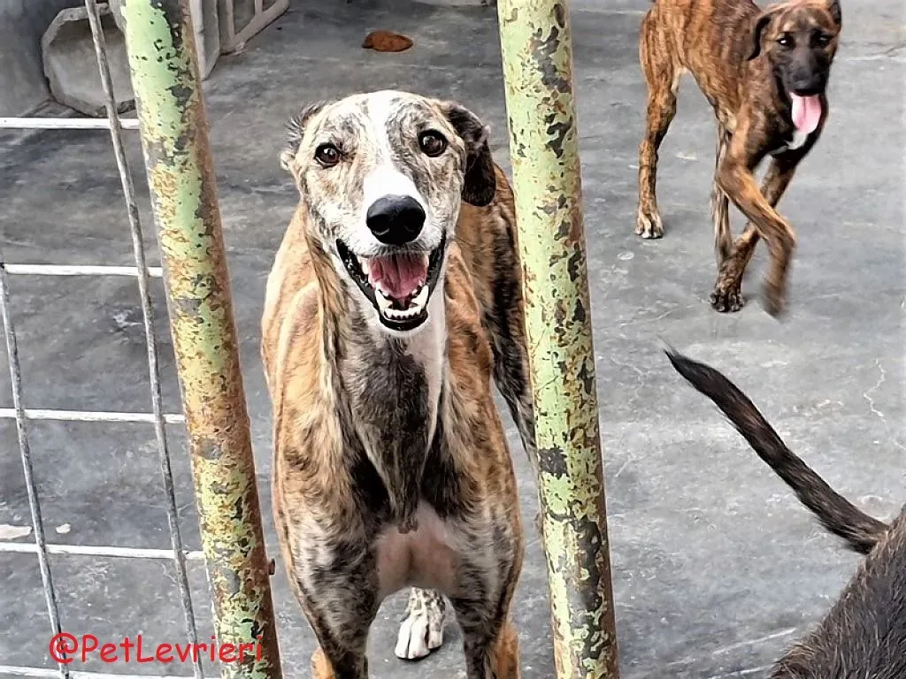 Paquito adozione levrieri galgo 02