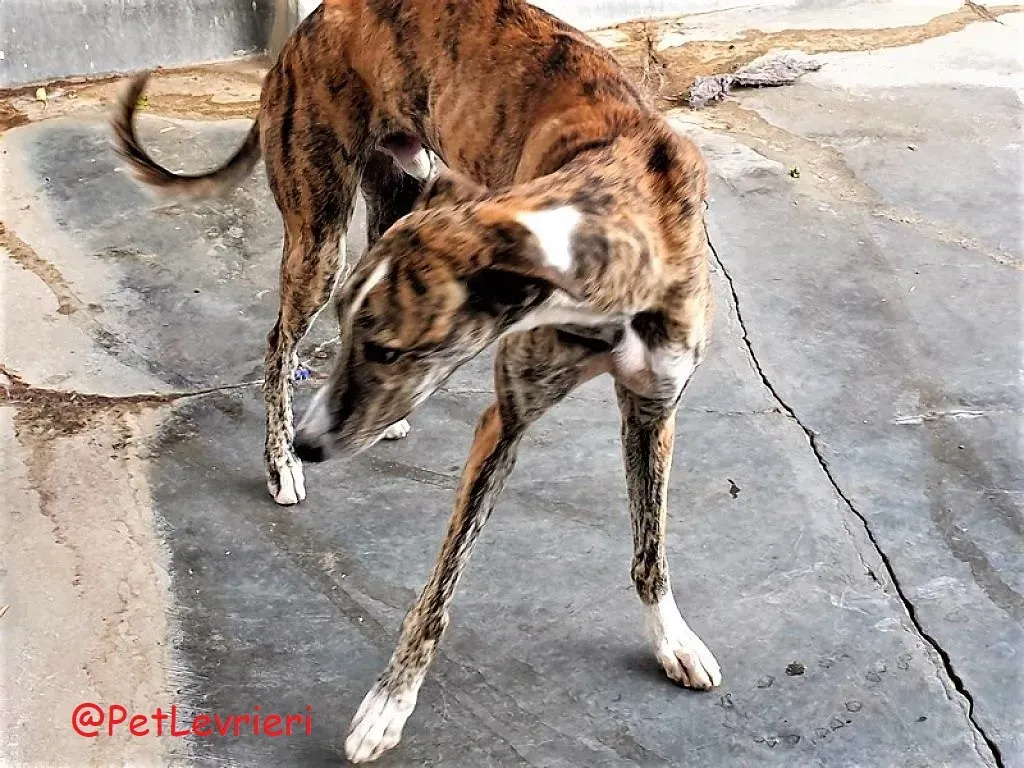 Paquito adozione levrieri galgo 03