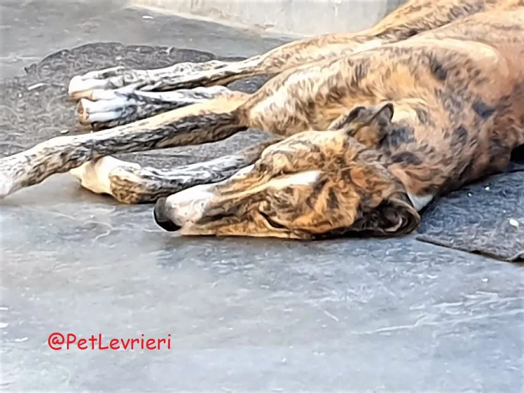 Paquito adozione levrieri galgo 04