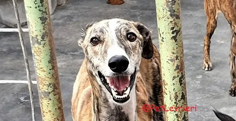 Paquito adozione levrieri galgo 05