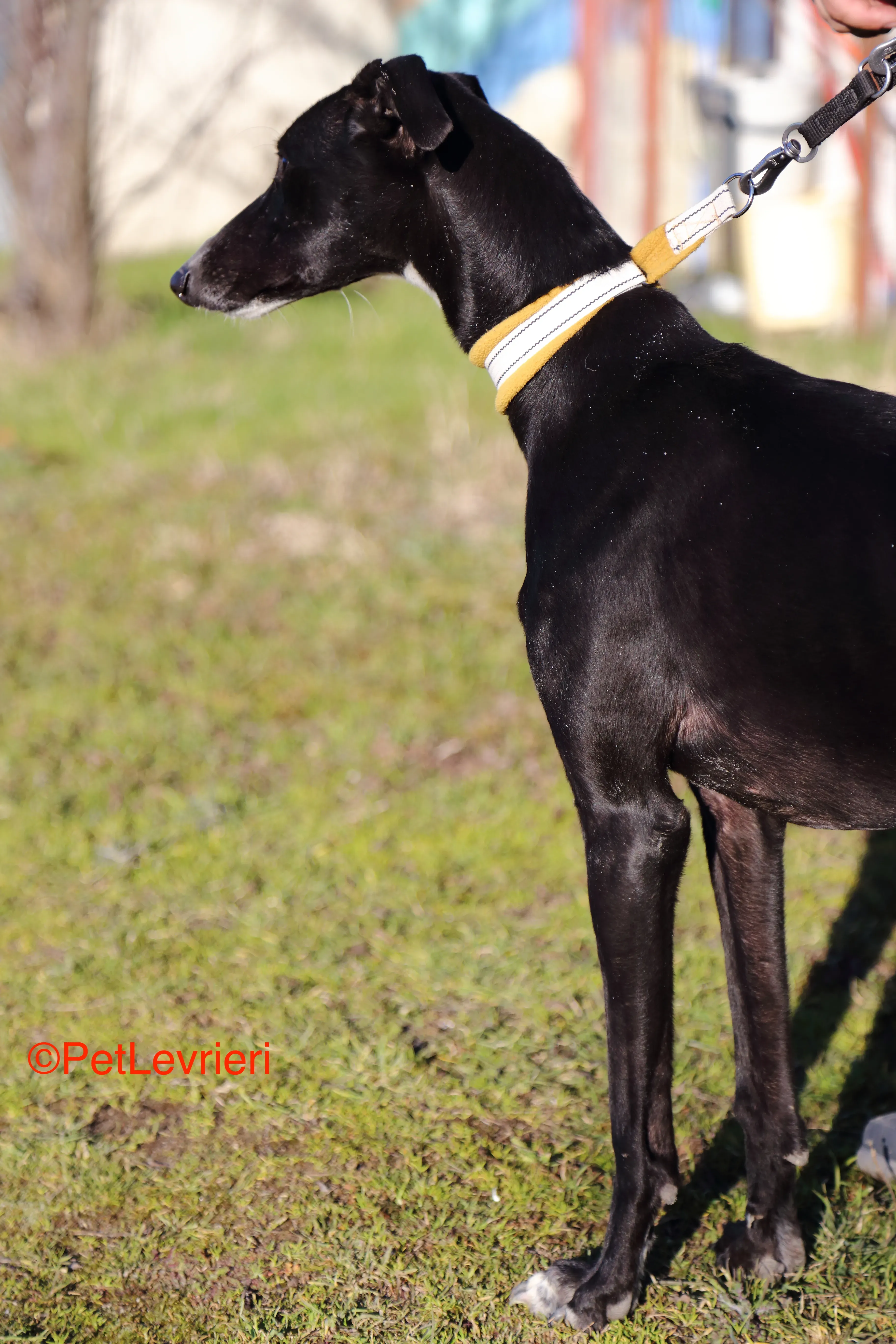 Parbati adozione levrieri galgo 1