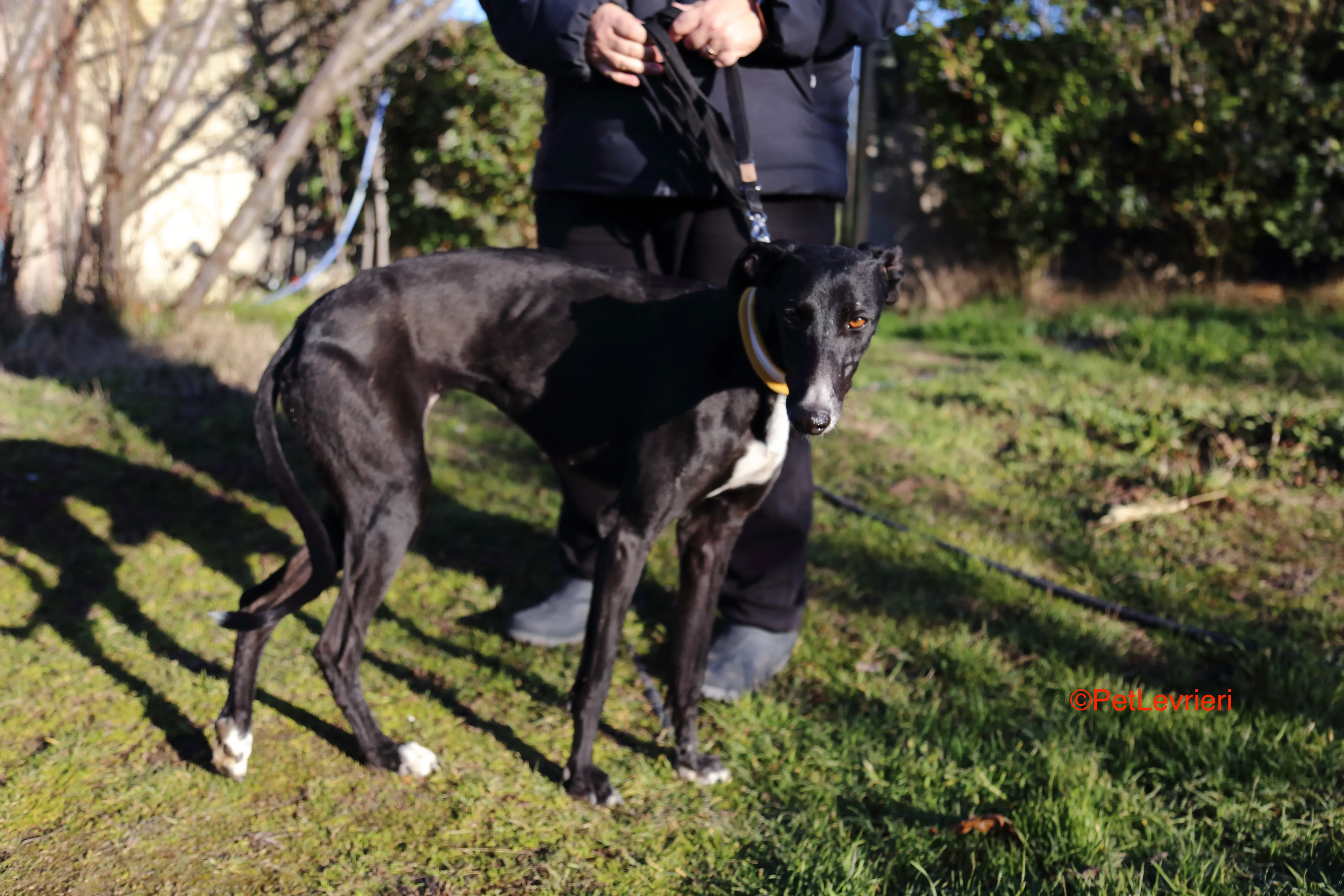 Parbati adozione levrieri galgo 2