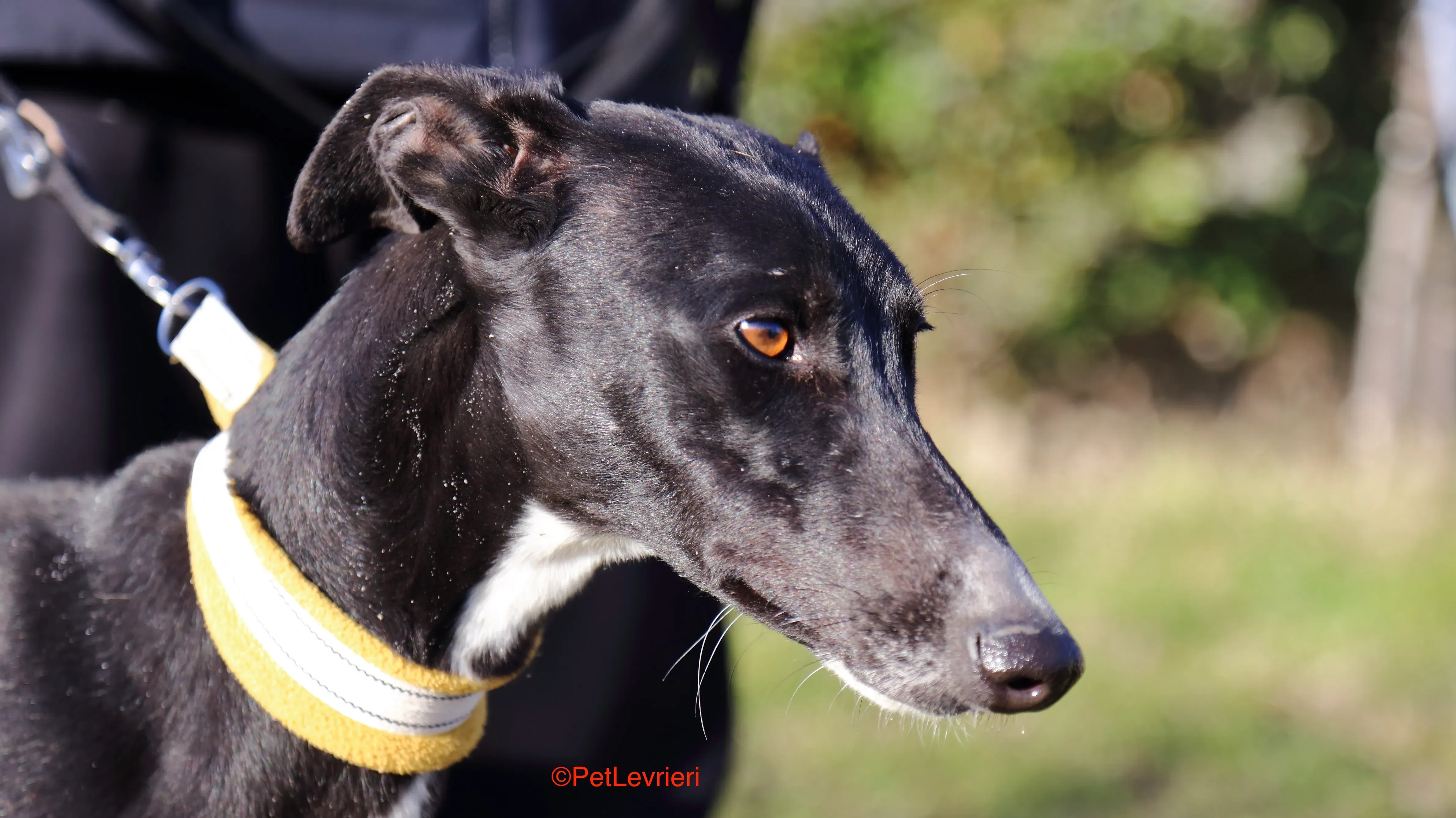 Parbati adozione levrieri galgo 3