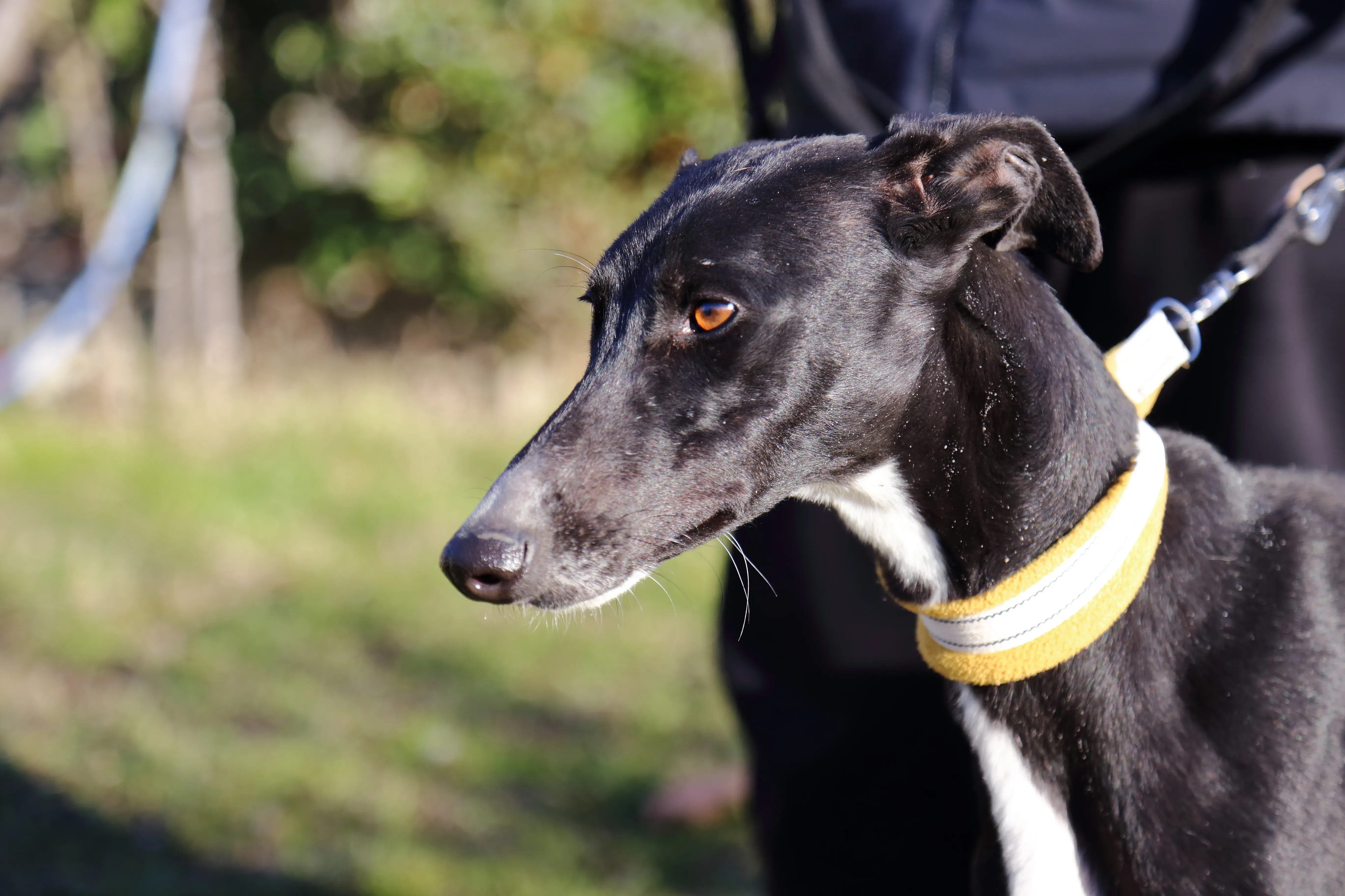 Parbati adozione levrieri galgo 3