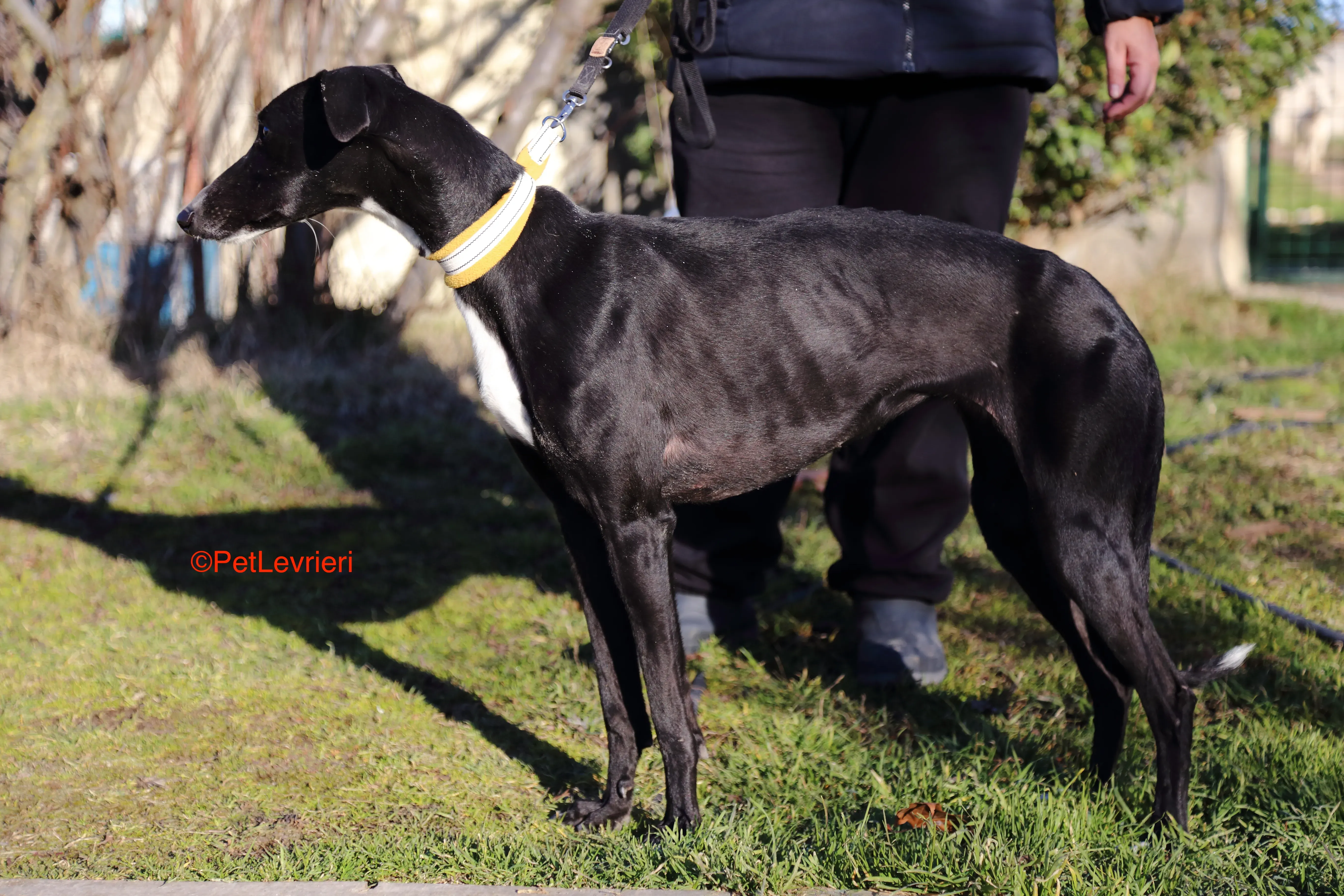 Parbati adozione levrieri galgo 4