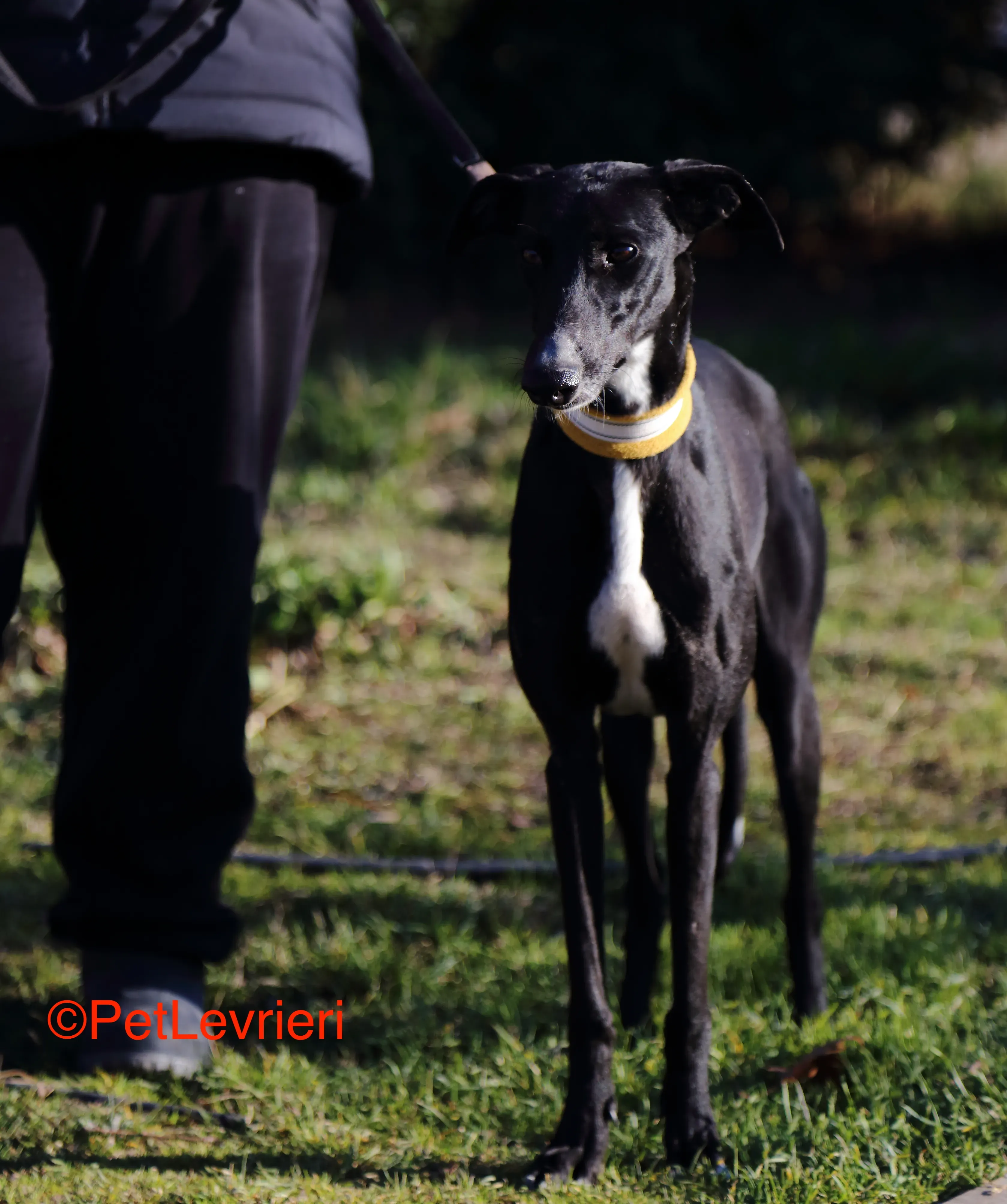 Parbati adozione levrieri galgo 5