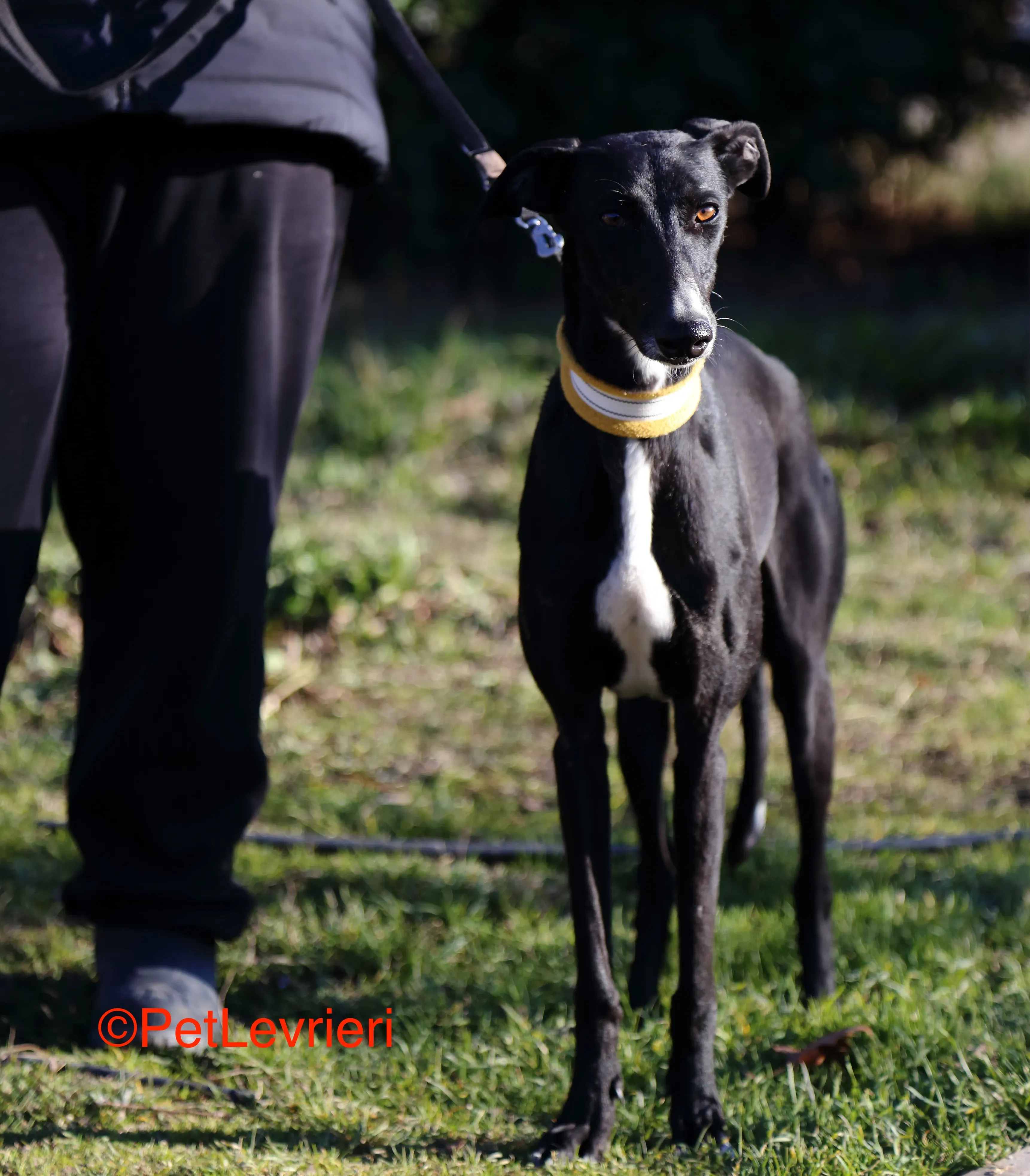 Parbati adozione levrieri galgo 6