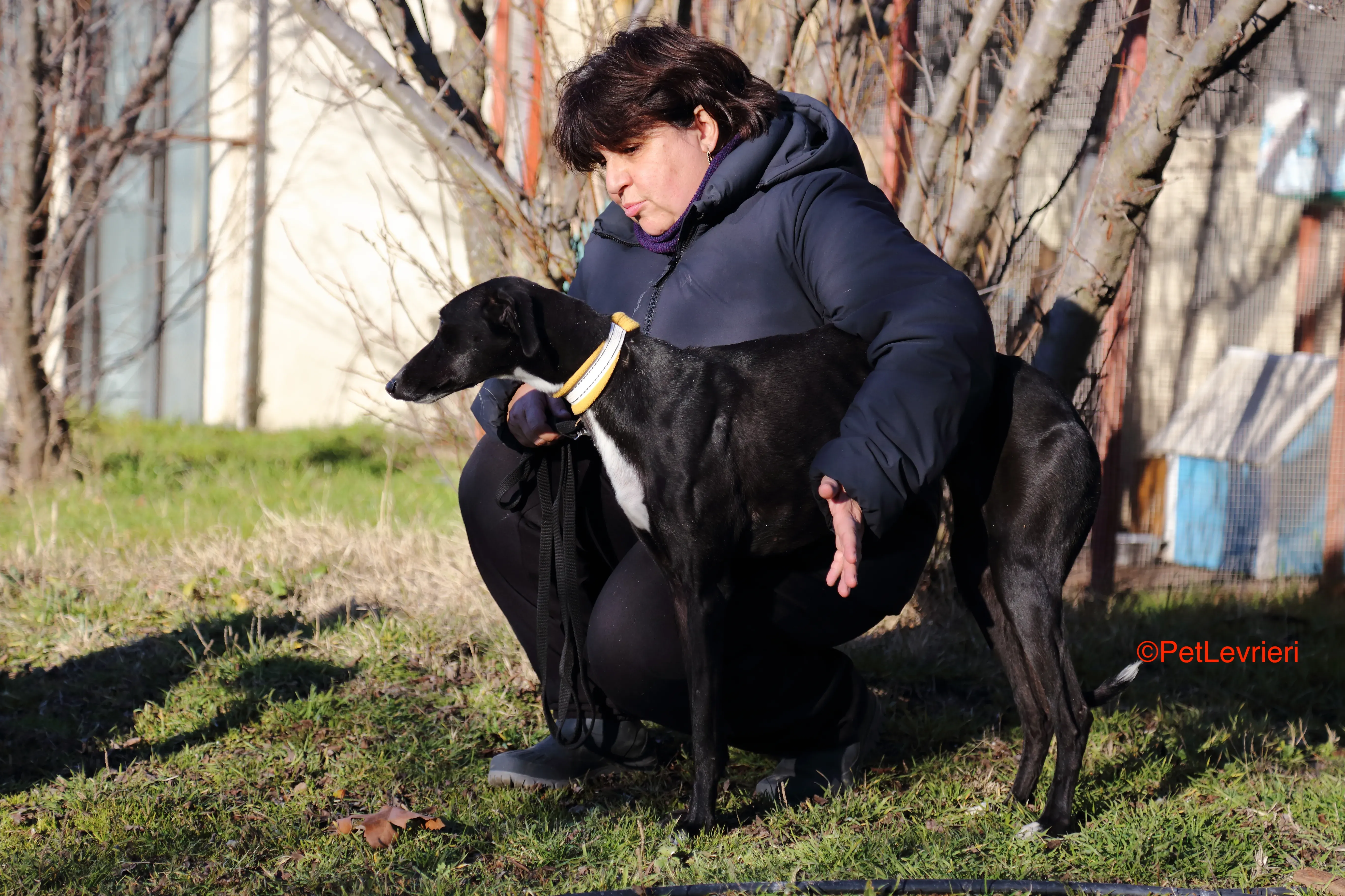 Parbati adozione levrieri galgo 8