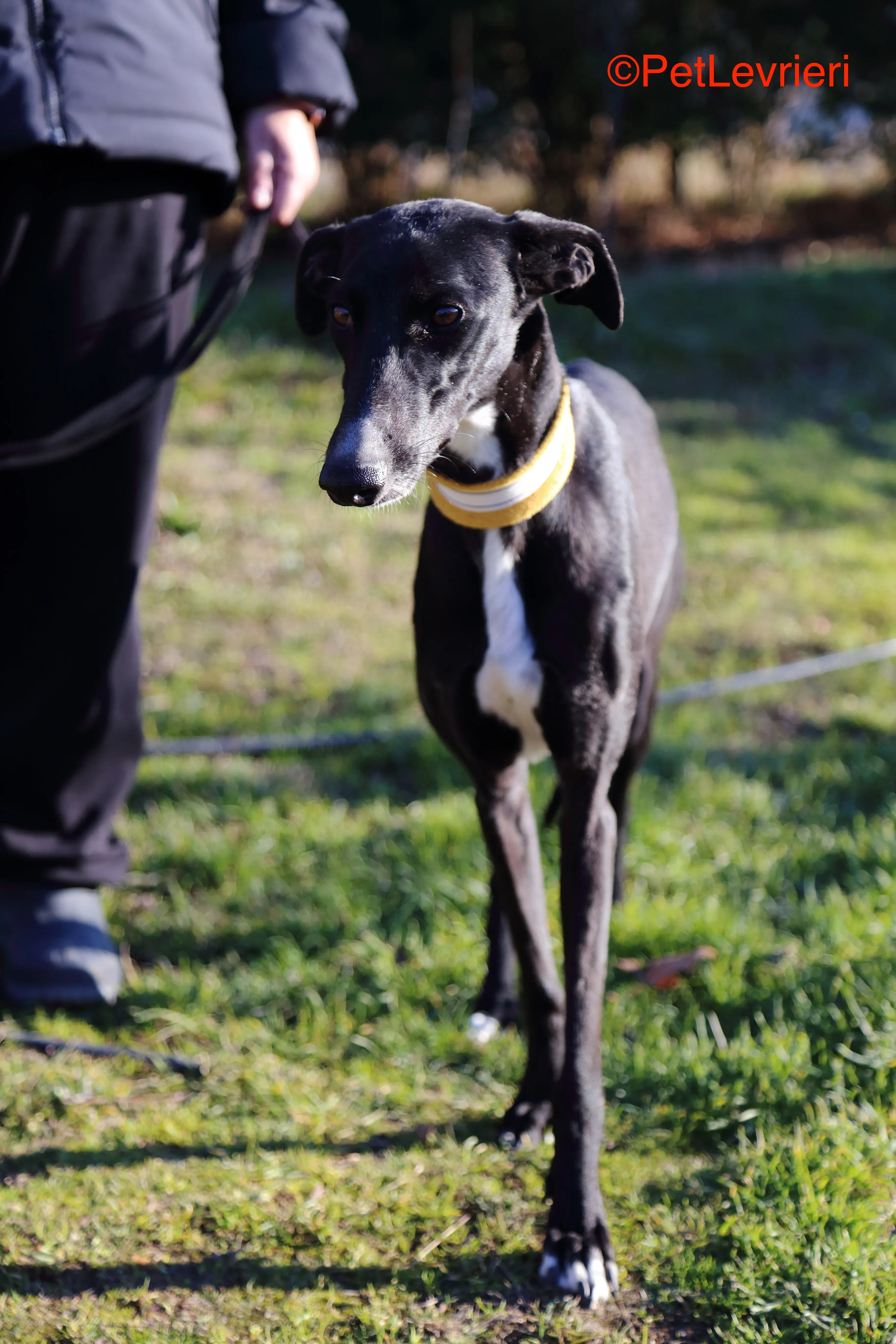 Parbati adozione levrieri galgo.7