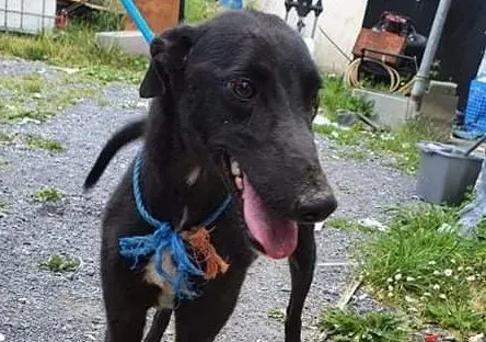 Paris adozione levrieri greyhound 1 e1625503156138