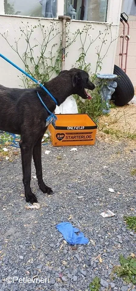 Paris adozione levrieri greyhound 2