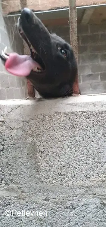 Paris adozione levrieri greyhound 3